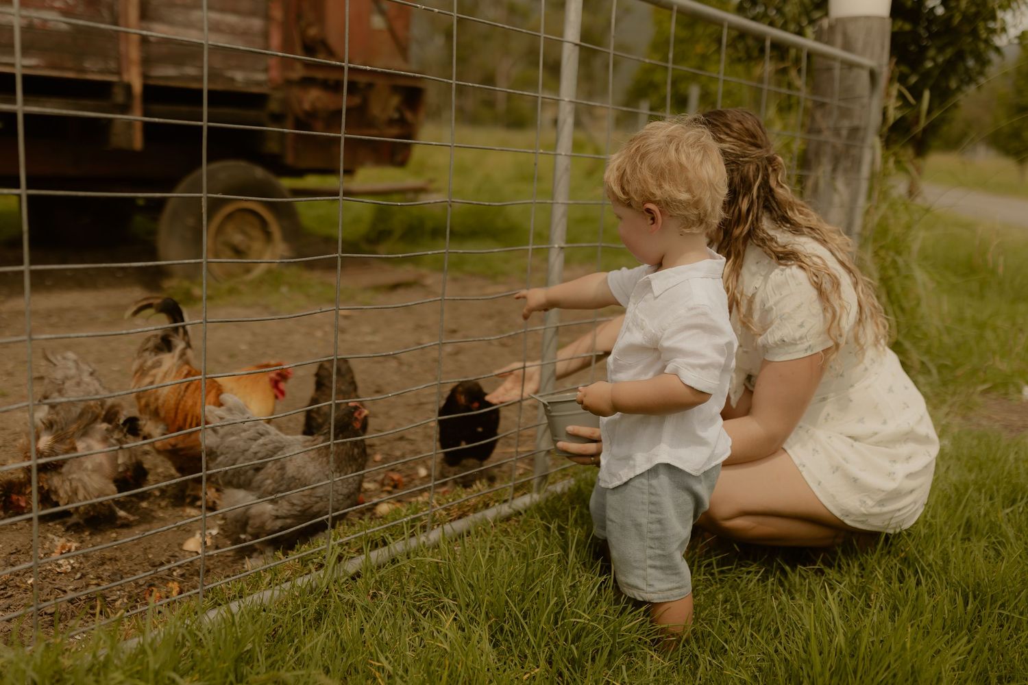 A family moment feeding chickens through a wire fence in a rustic farmyard setting.
