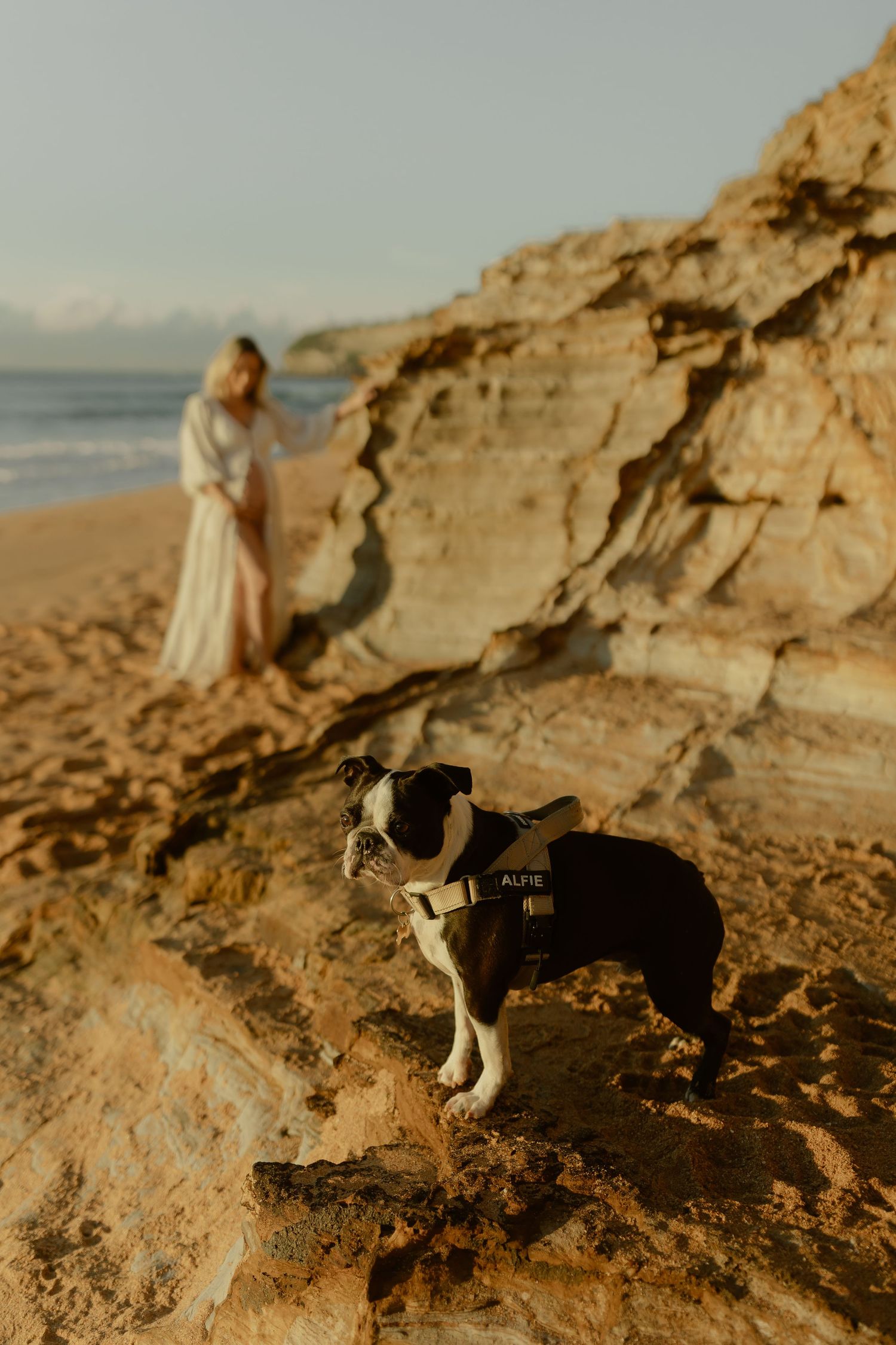 A Boston Terrier dog stands on golden rocks at a beach while a couple poses romantically in the background at sunset.