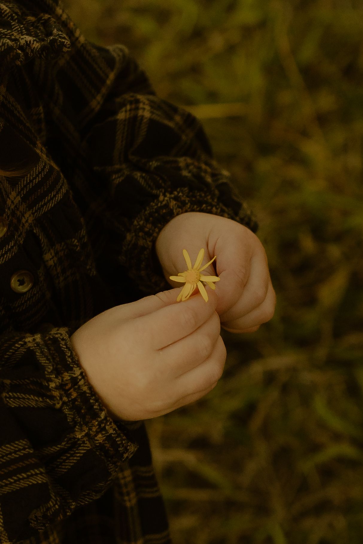 Child in plaid shirt holding a small yellow wildflower with both hands outdoors.