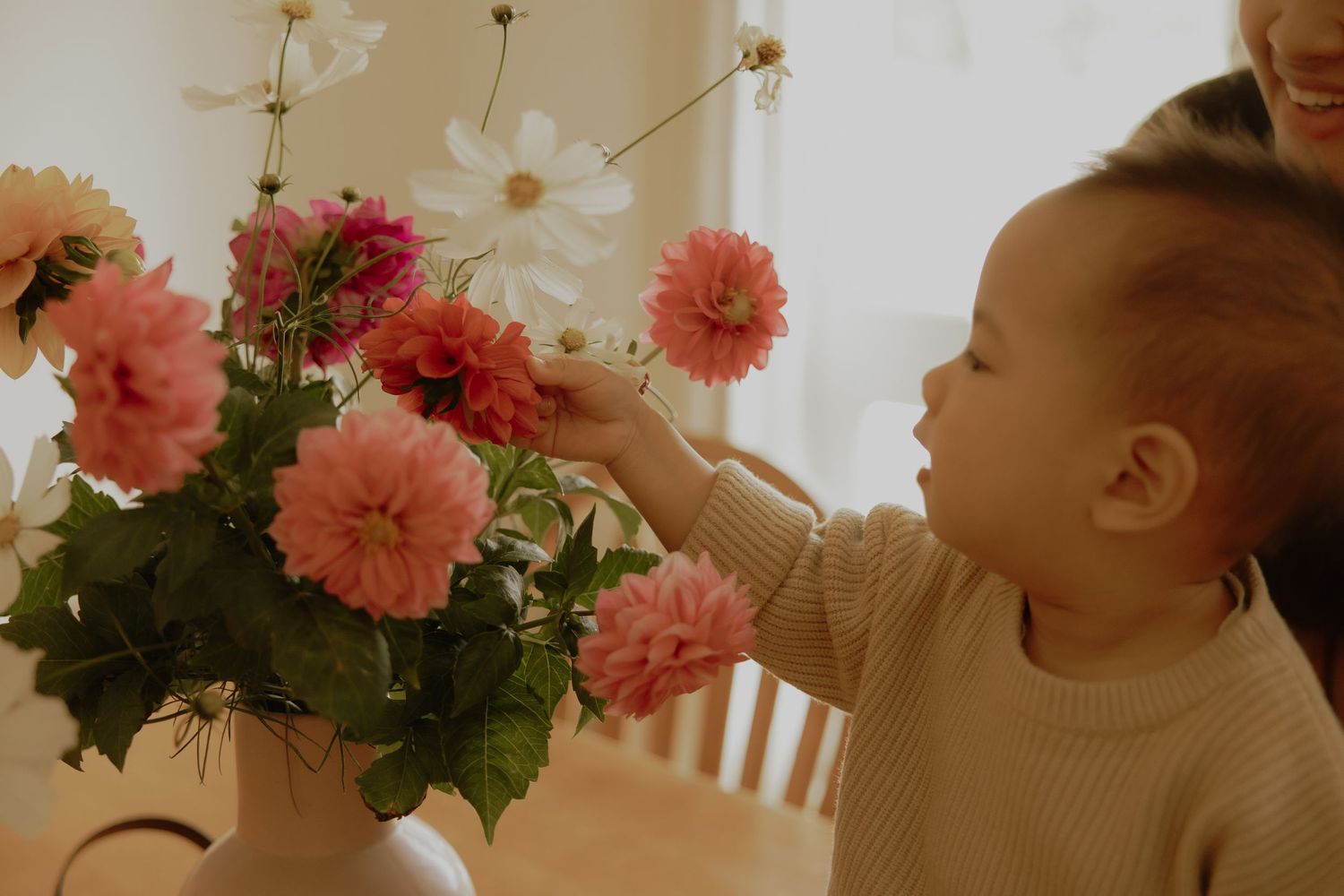 Curious toddler reaching to touch pink dahlia flowers in white vase on wooden table indoors.