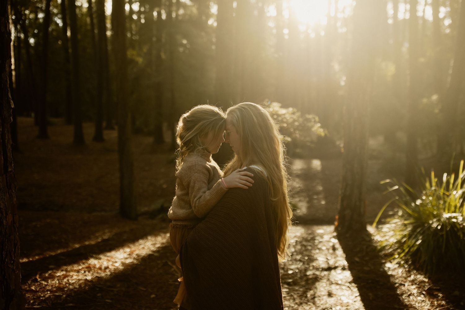 Golden sunlight streams through a forest casting long shadows among trees during a misty afternoon in nature.