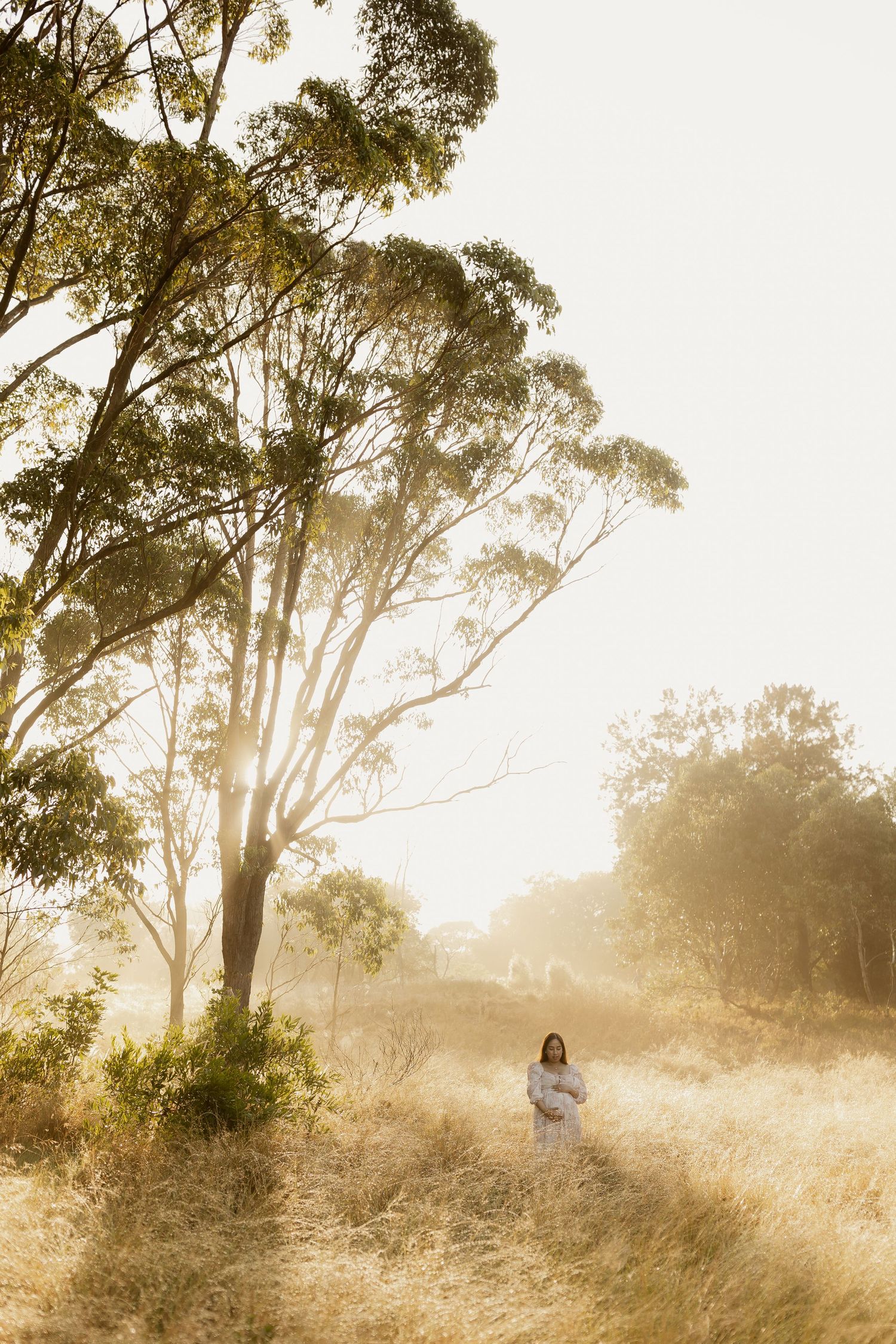 Ethereal misty morning scene in Australian bushland with silhouetted eucalyptus trees and golden sunlight filtering through.