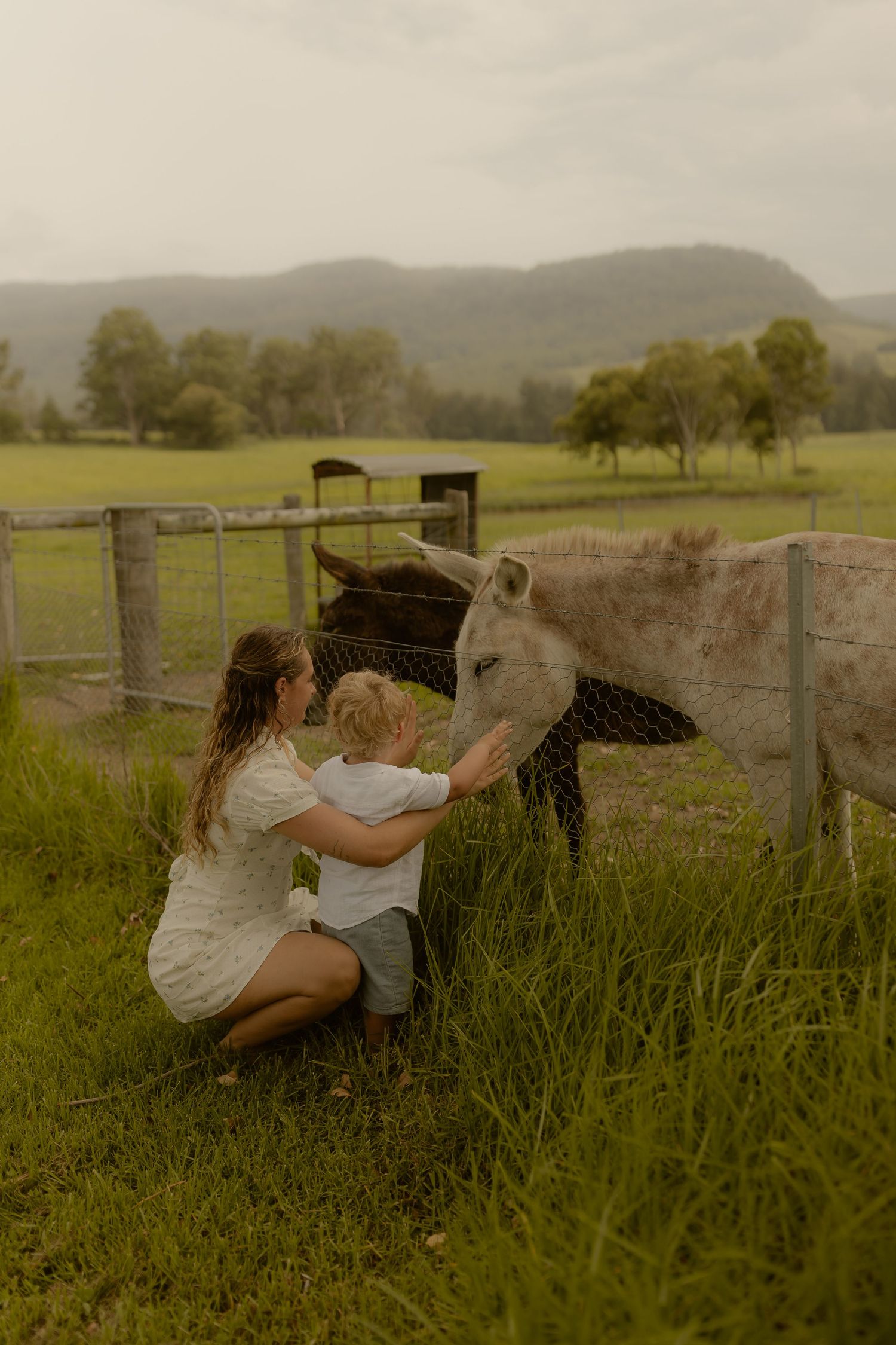 A tender moment petting a horse through a fence in tall grass.
