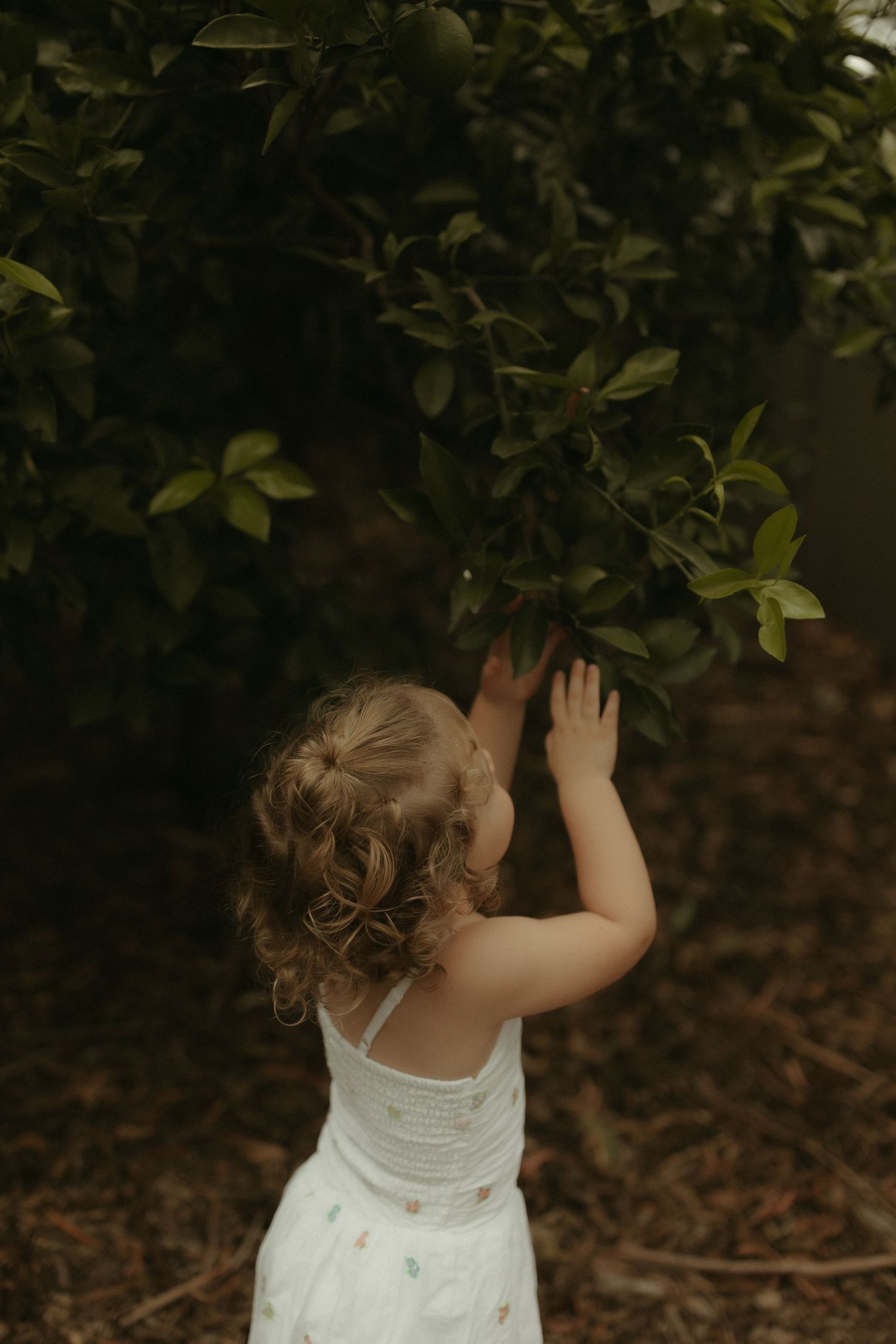 A small child in a white dress explores among green foliage in a garden setting.