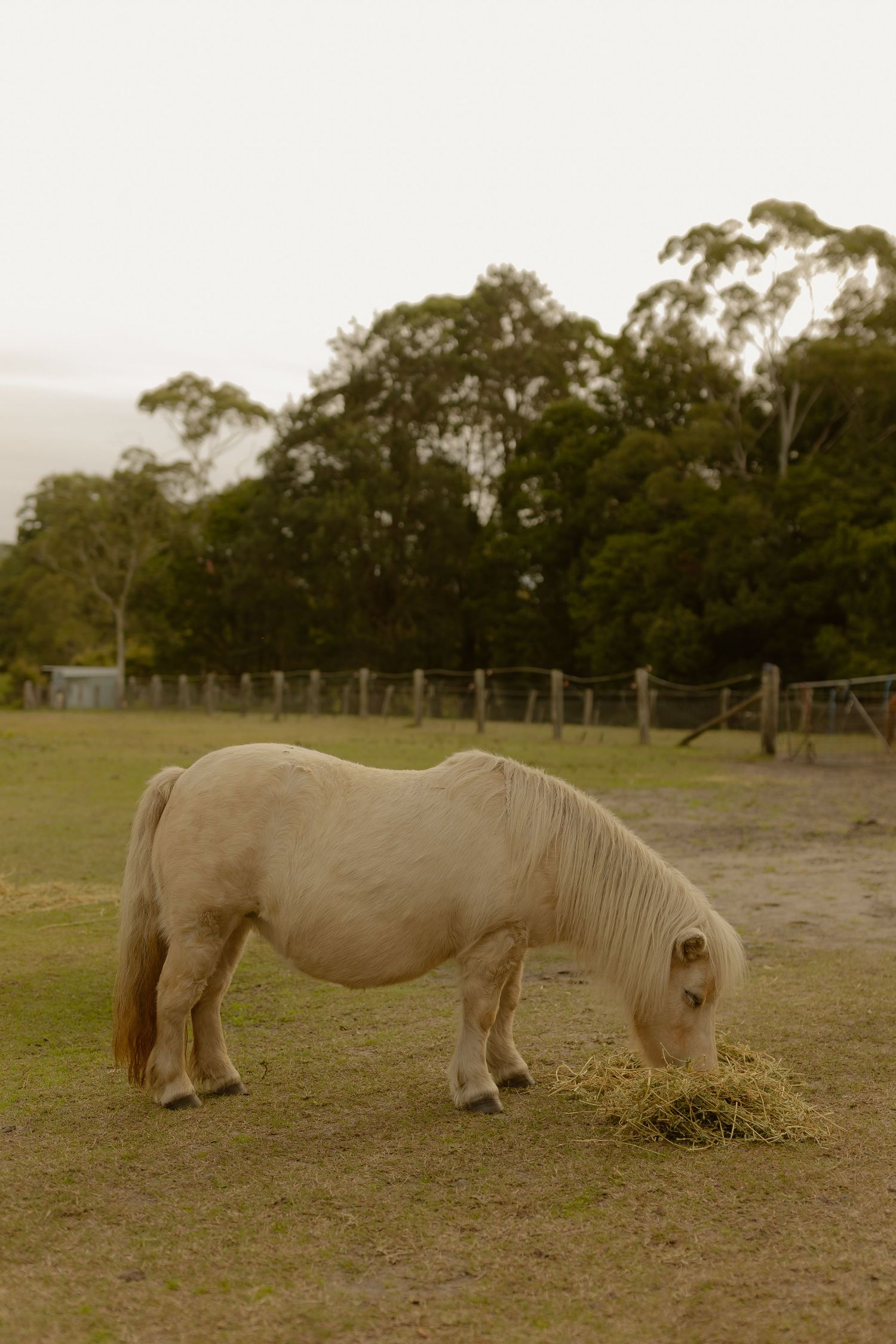 A white miniature pony grazes on hay in a fenced paddock with eucalyptus trees behind.