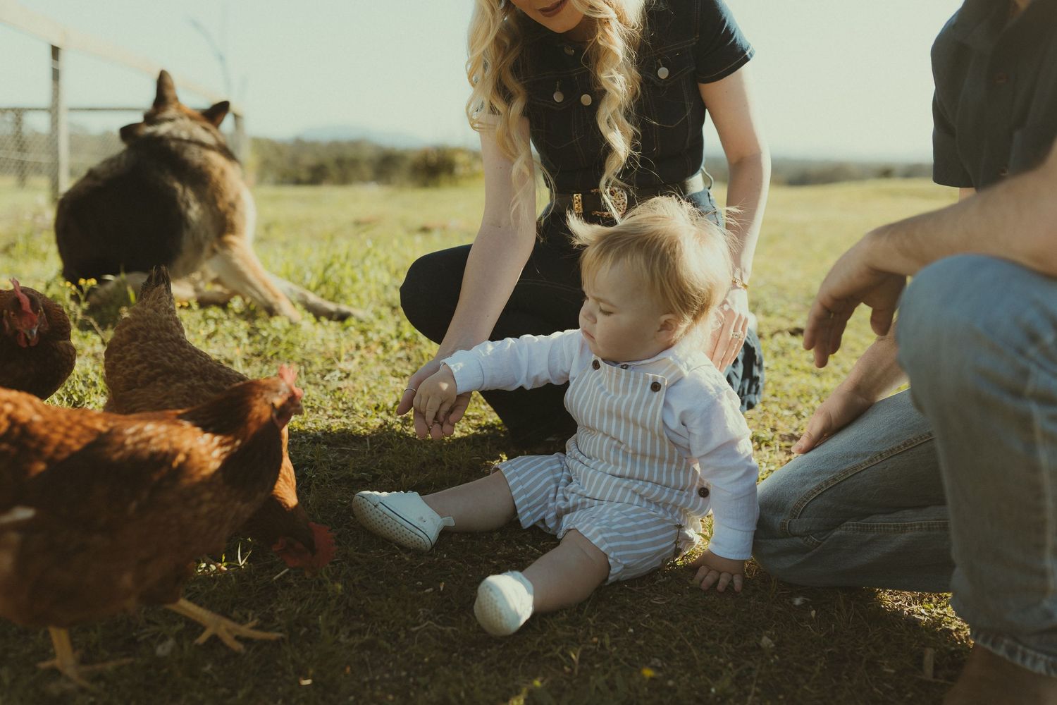 Playful family interactions captured in warm sunlight on a rural farm.