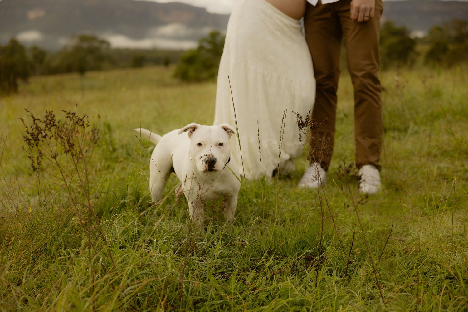 Outdoor maternity photography in Sydney, Central Coast, Blue Mountains, Wollongong, in field, farm, garden and countryside