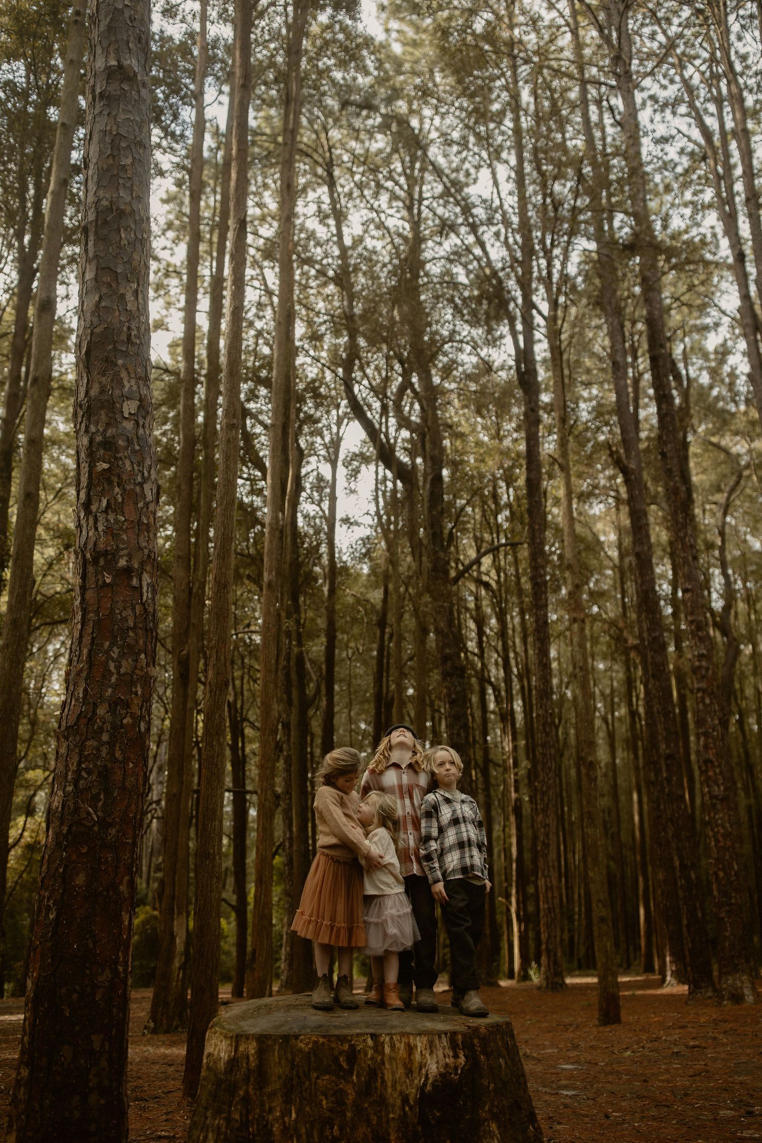 A romantic photoshoot set in a serene pine forest with natural lighting filtering through the trees.