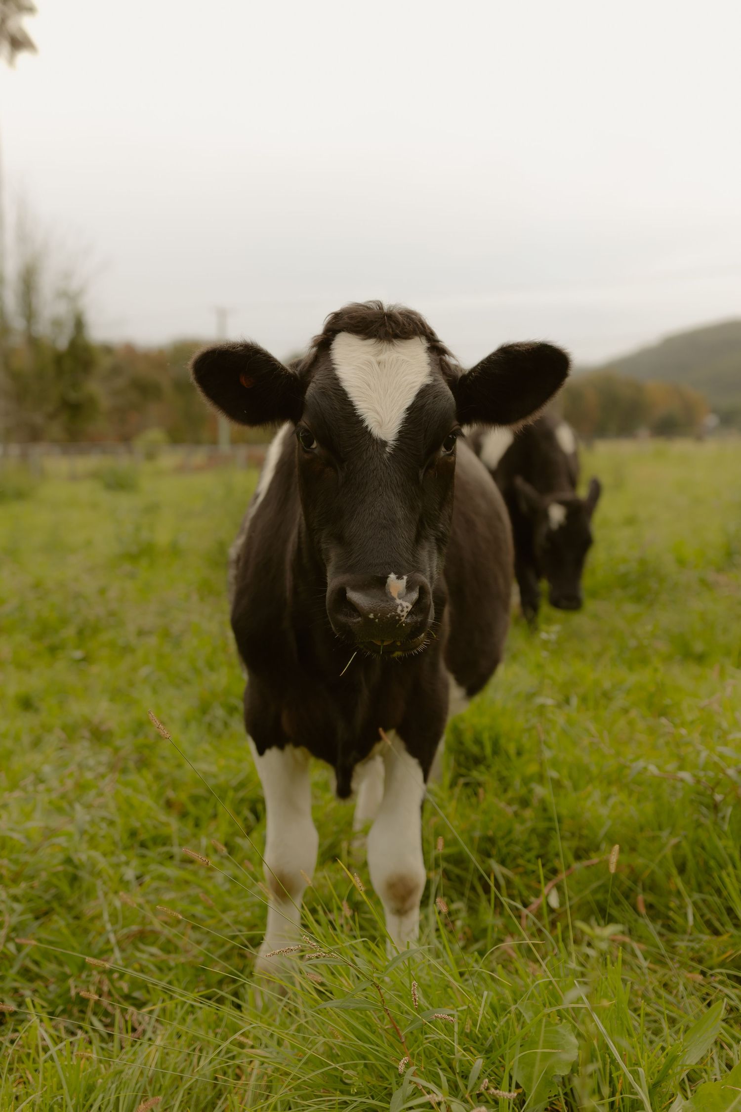A black and white calf stands in a lush green pasture looking at the camera.