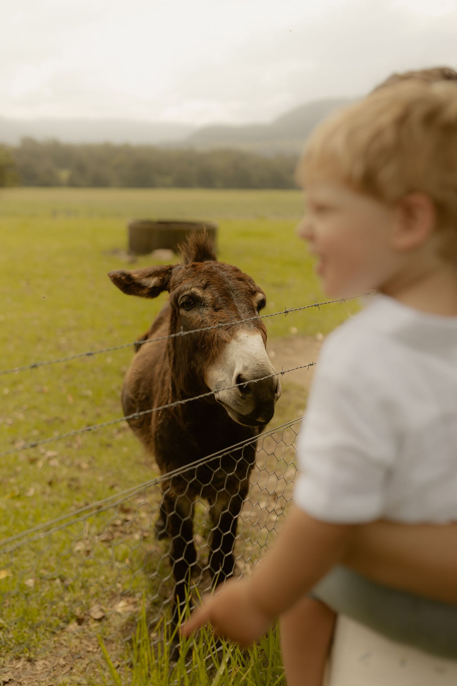 A brown donkey stands in a grassy field on a sunny day.