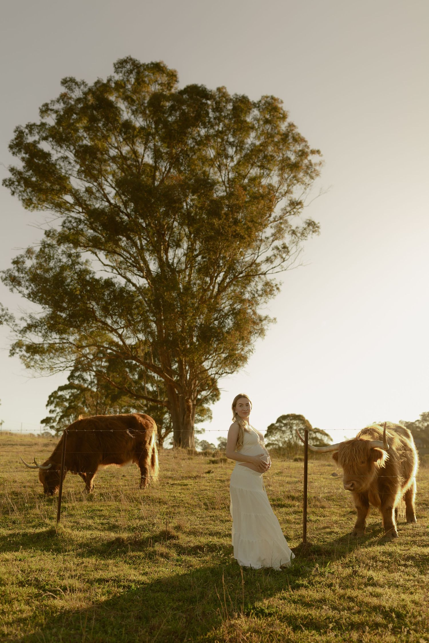 Bride in white lace gown stands among grazing Highland cows in a sunlit pastoral field with a large tree backdrop.