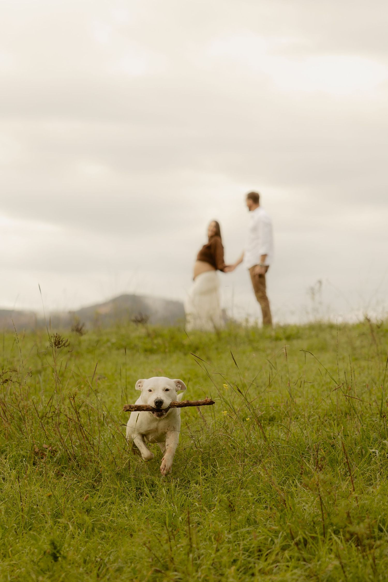 Outdoor maternity photography in Sydney, Central Coast, Blue Mountains, Wollongong, in field, farm, garden and countryside
