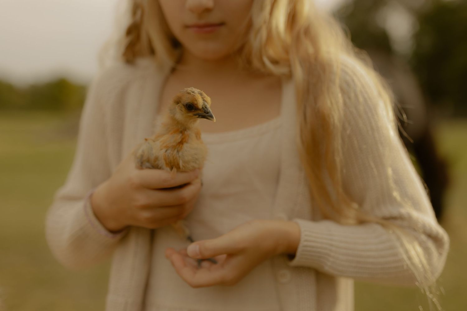 A blonde girl in a cream cardigan gently holds a small baby chick outdoors.