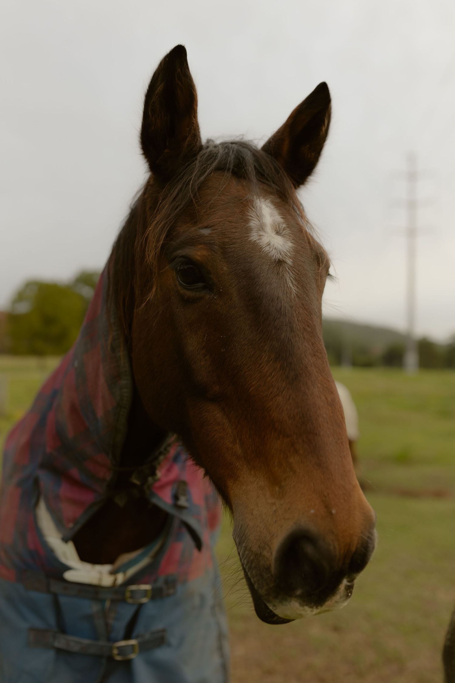 Close-up portrait of a brown horse wearing a colorful blanket, standing in a green pasture on an overcast day.