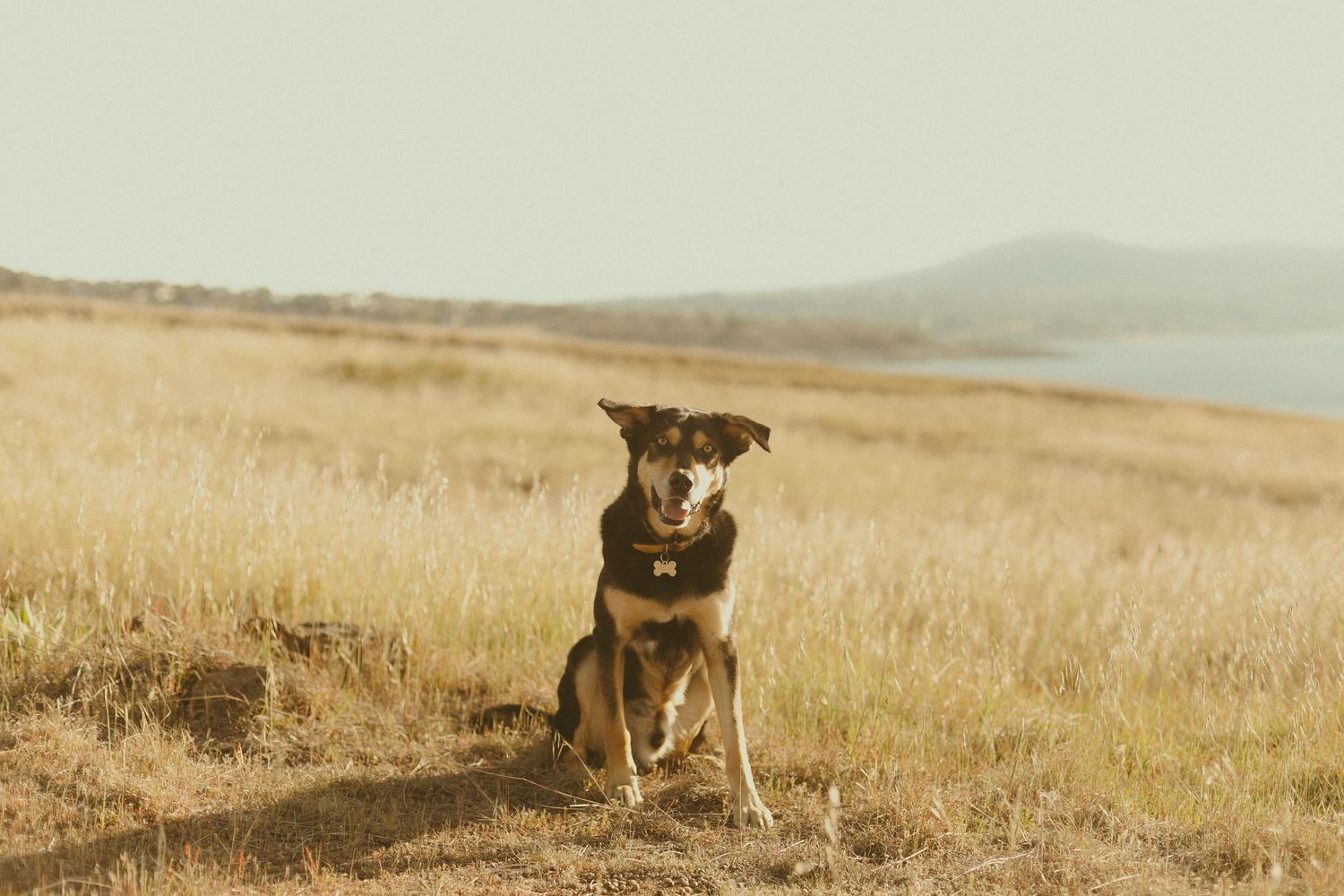 A brown and black shepherd mix dog sits alertly in a golden meadow with coastal hills and water in the background.