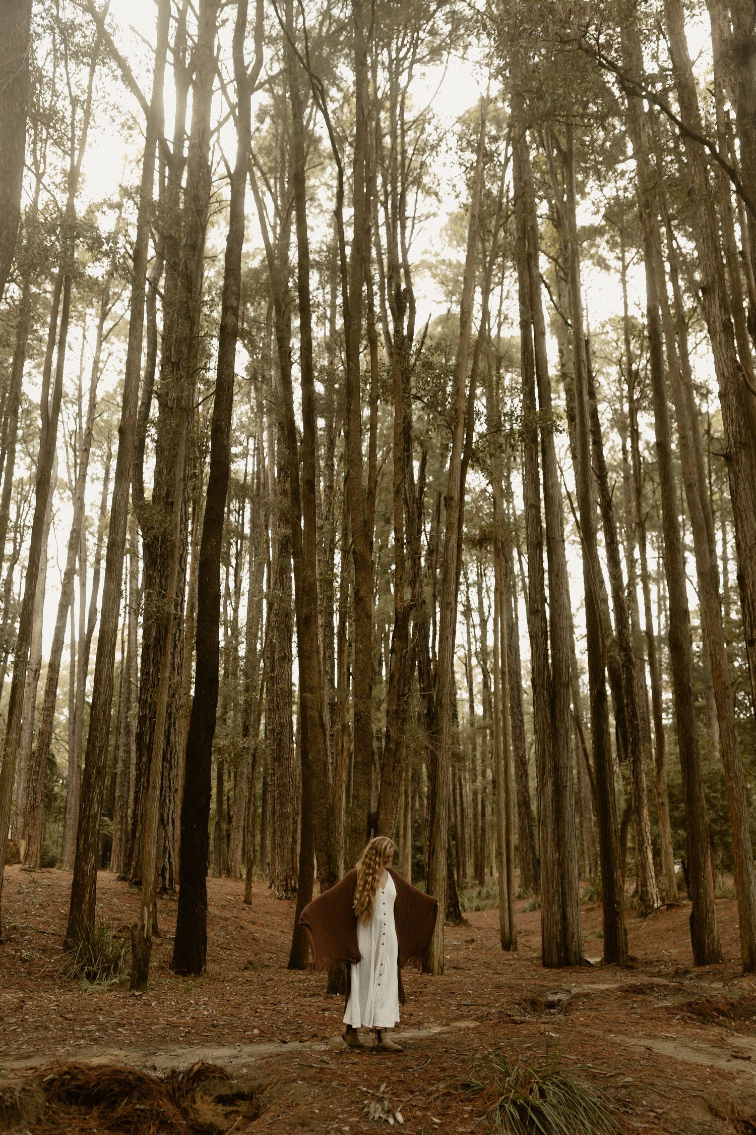 A dreamy forest scene with tall pine trees and scattered fallen leaves on the ground.