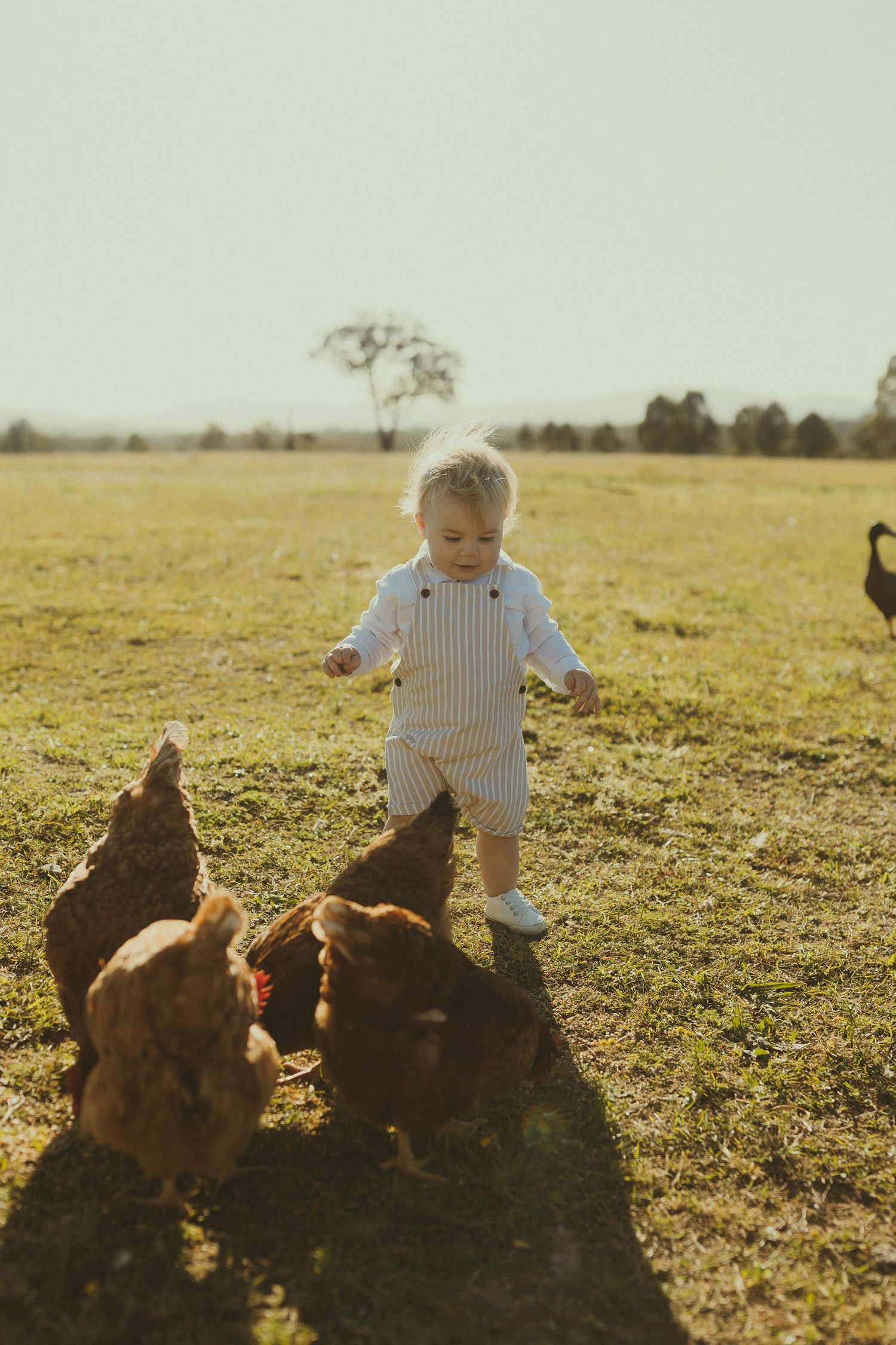 A small child explores and interacts with brown chickens in a sunlit field.