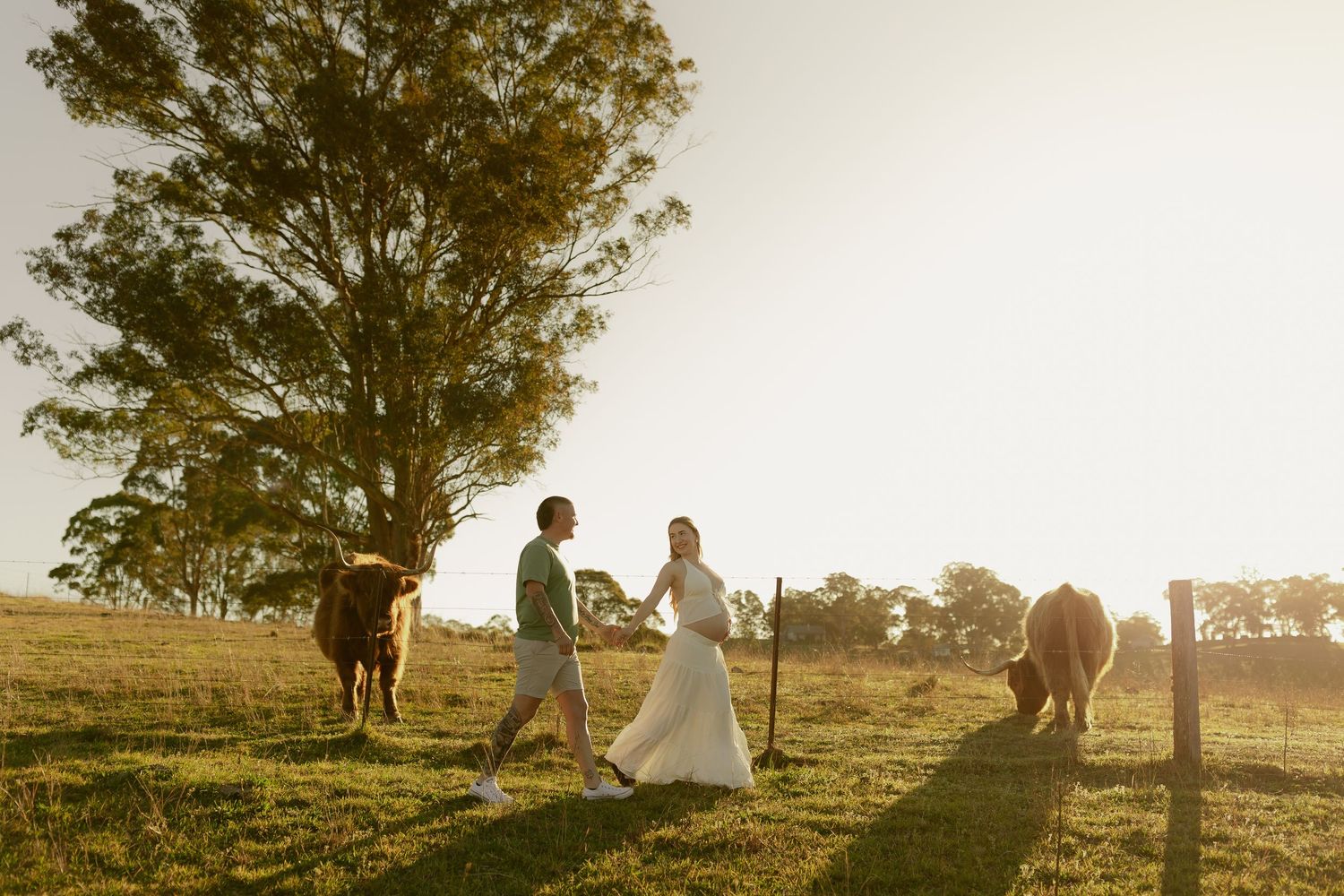 Bride and groom walking hand in hand through a sunlit farm field with cattle grazing nearby on their wedding day.