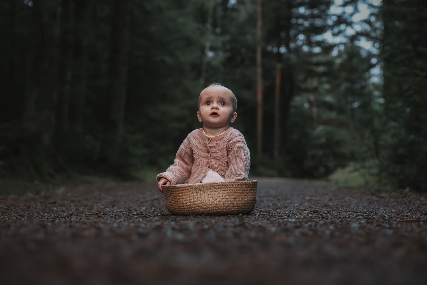 Baby wearing brown sweater sits in woven basket on forest trail surrounded by evergreen trees.