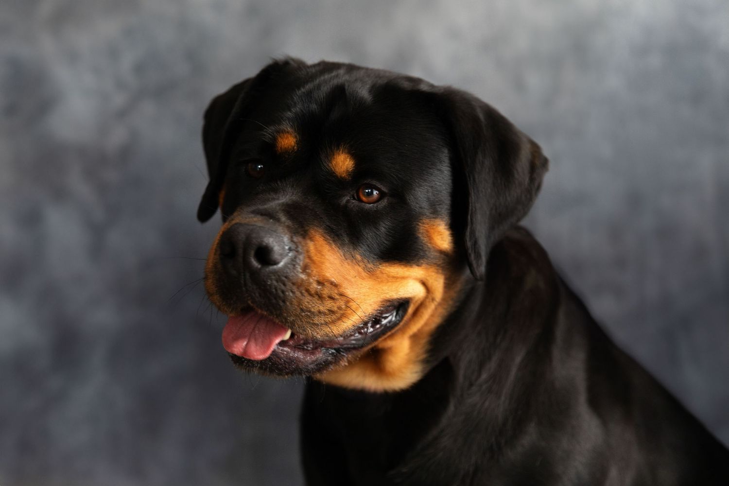 A Rottweiler dog with black and tan markings poses with tongue out against a grey studio background.