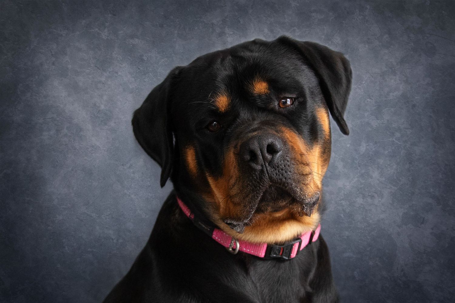 A majestic Rottweiler dog wearing a pink collar poses for a professional studio portrait against a grey background.