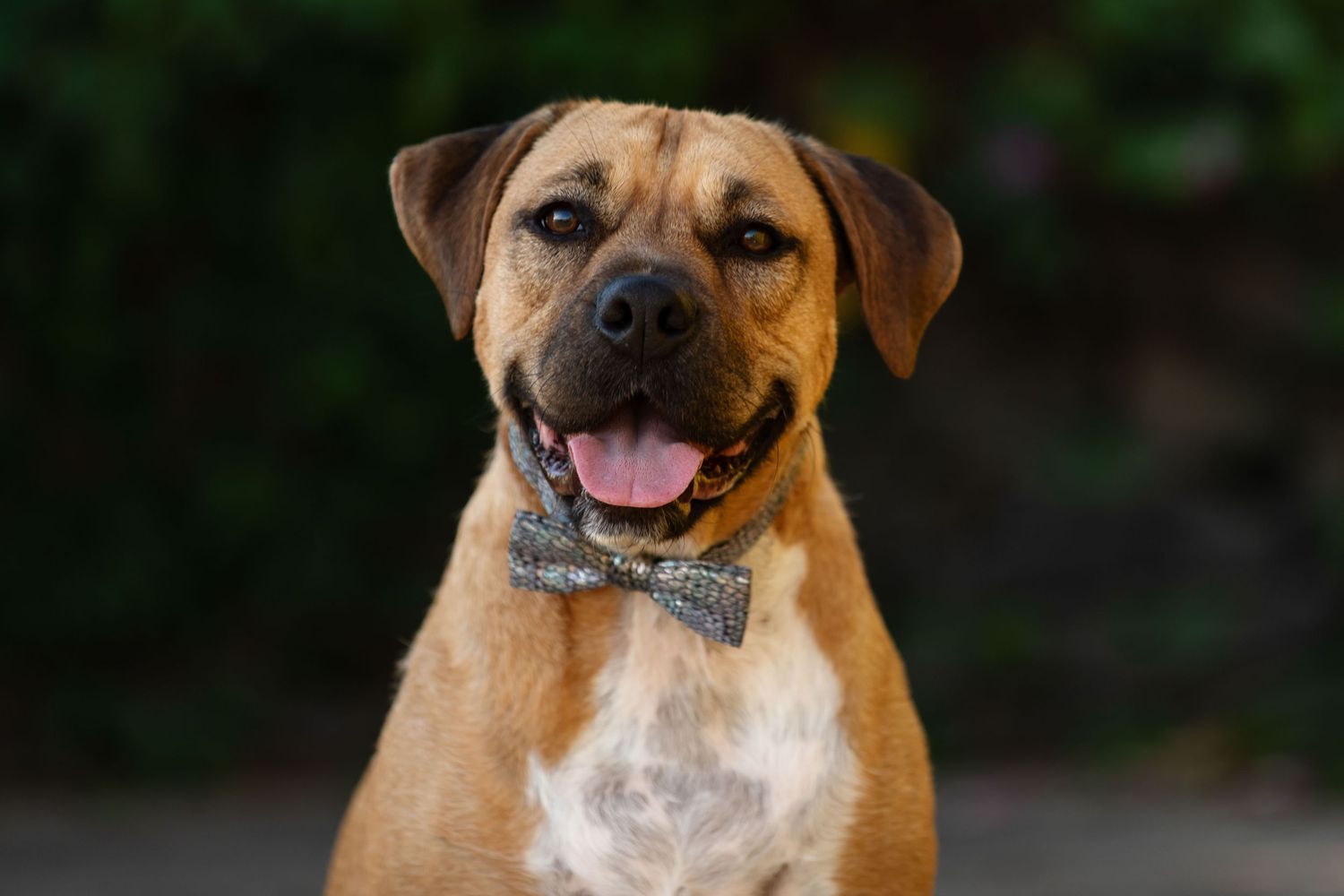 Happy tan and white mixed breed dog wearing a bow tie smiles at camera with dark background behind them.