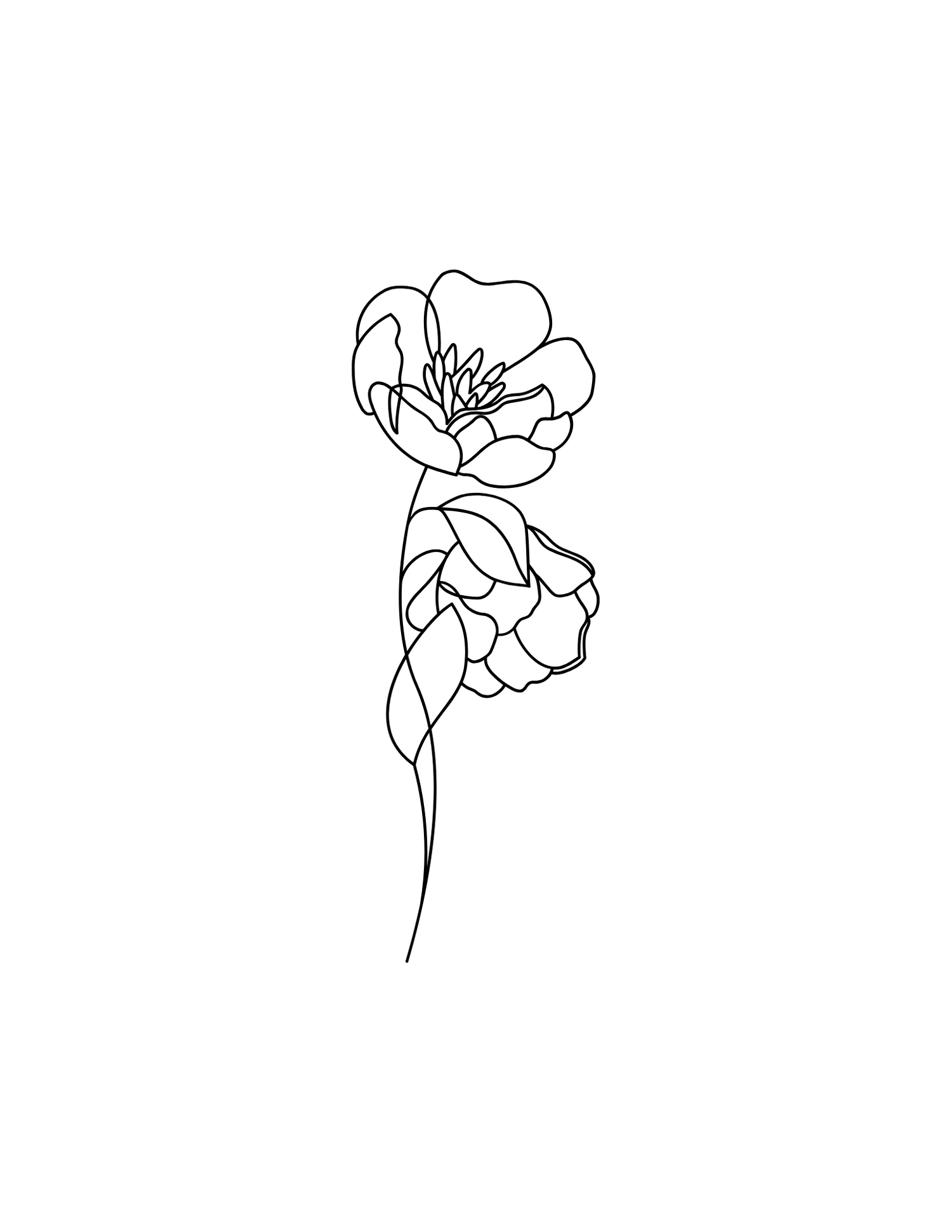 One-line drawing of a botanical flower featuring two open petaled blooms.