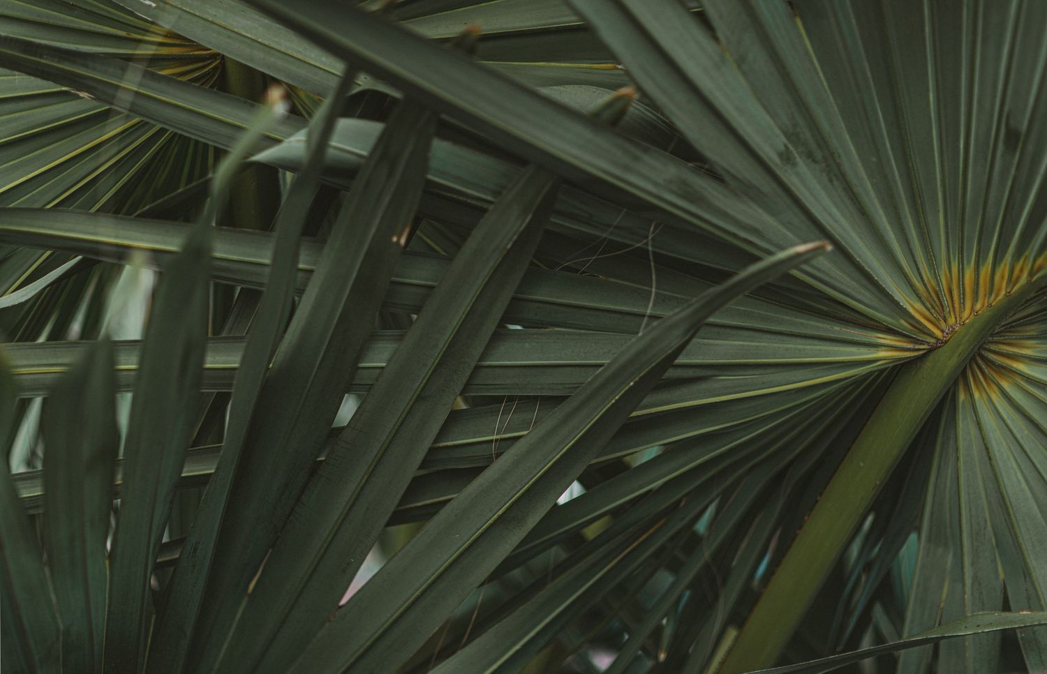 Close-up view of green palm fronds creating natural geometric patterns.