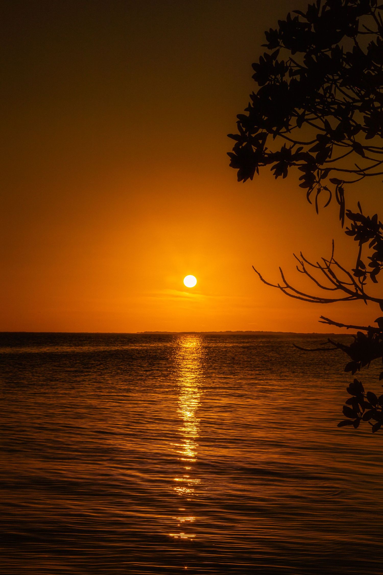 Golden sunset over calm ocean waters with silhouetted tree branch framing the vibrant orange sky.