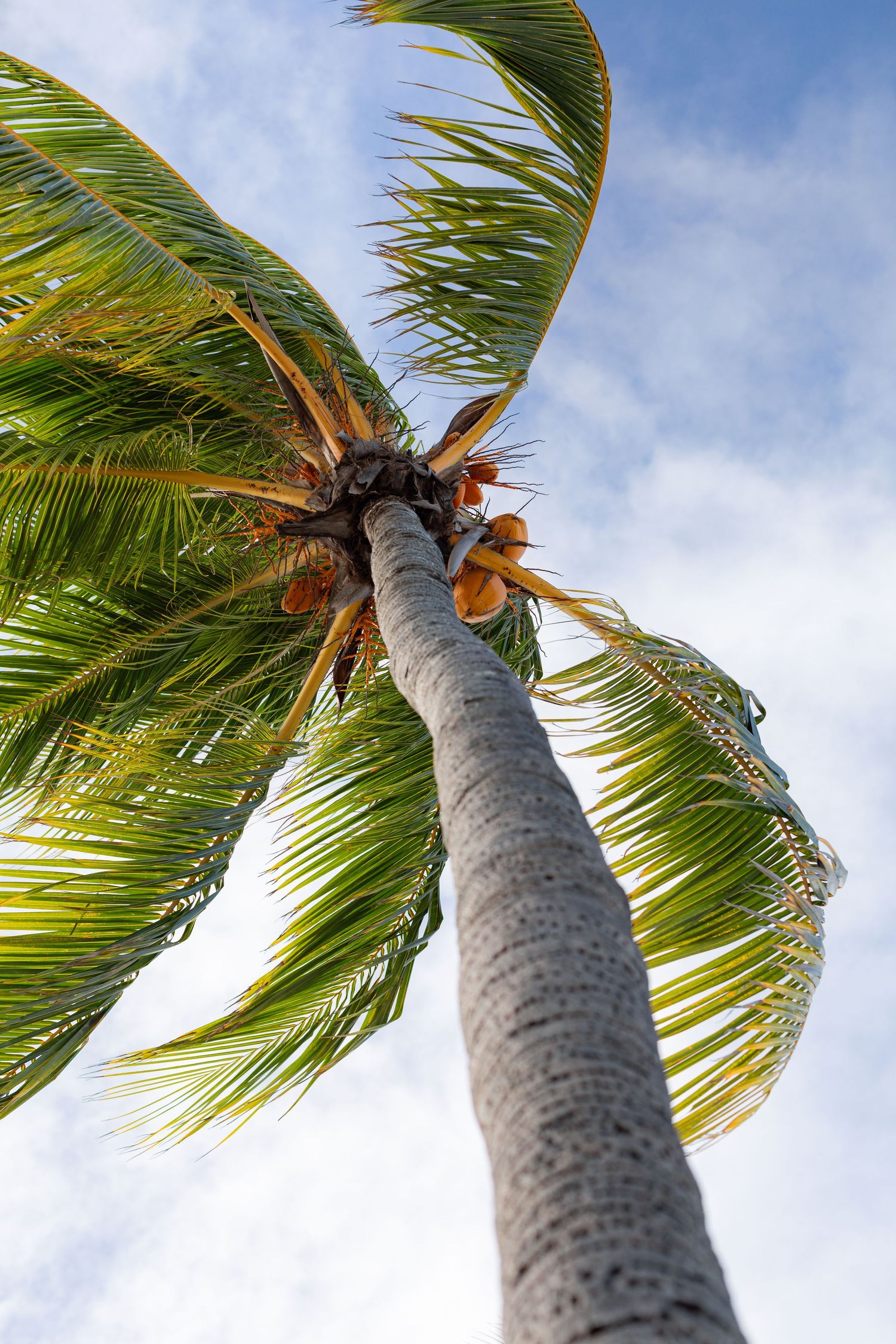 Low angle view of palm tree against blue sky with fronds swaying in breeze.