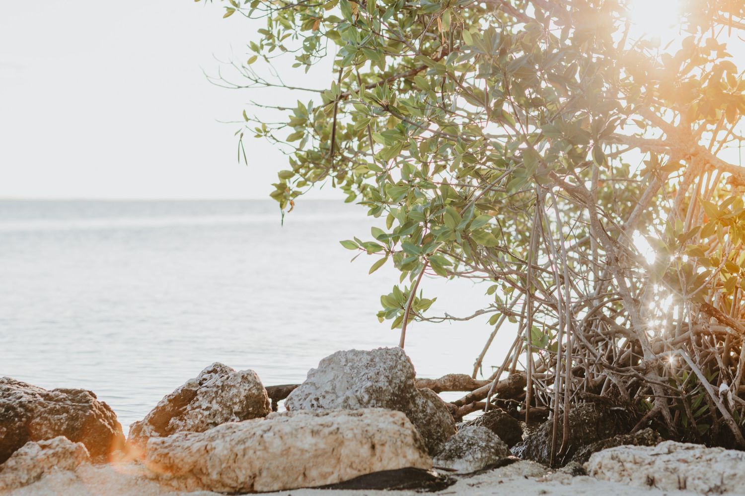 Scenic beach landscape with large rocks and overhanging foliage at sunset.