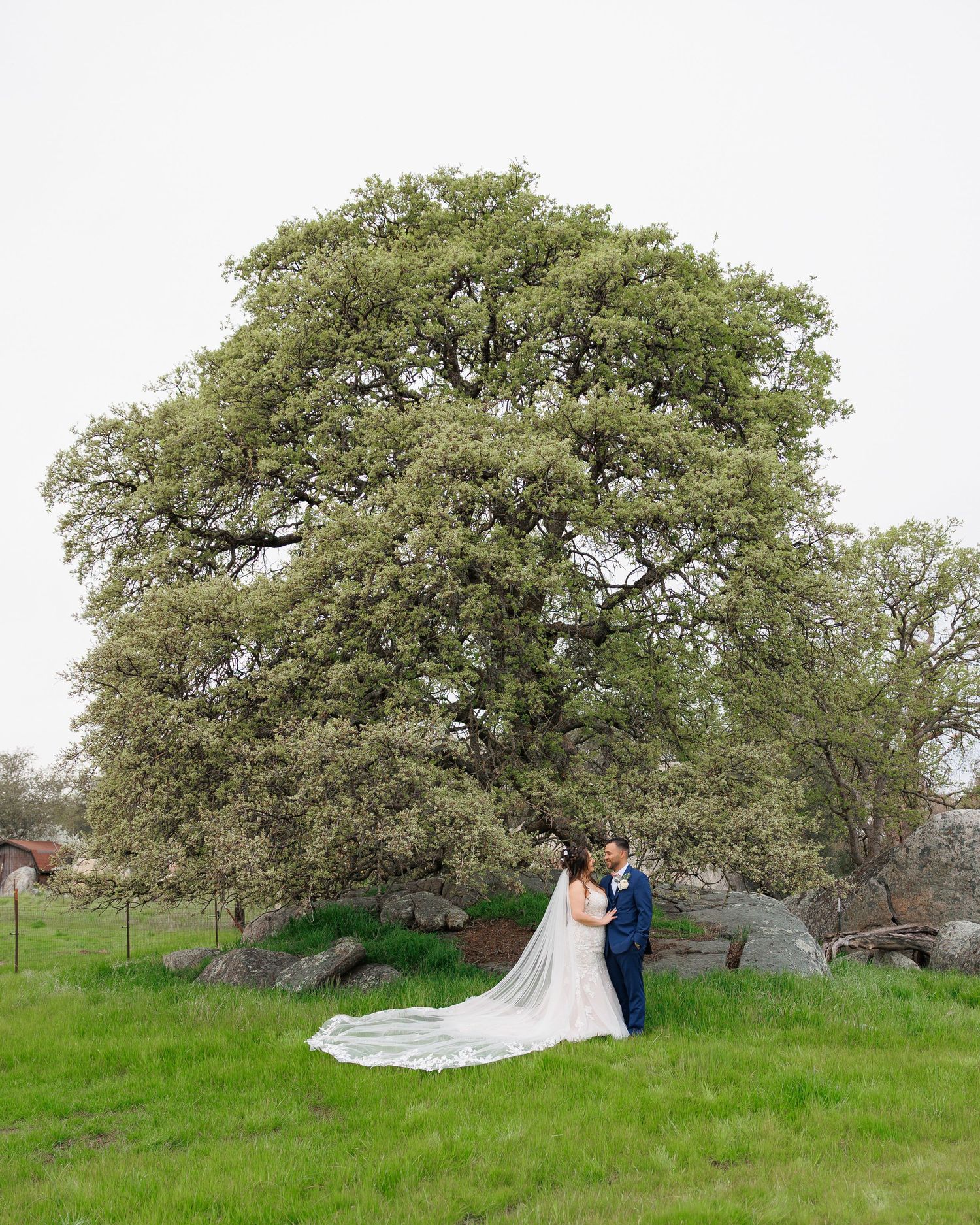 A couple embraces beneath a sprawling oak tree in a lush green meadow, with a flowing white veil catching the breeze.
