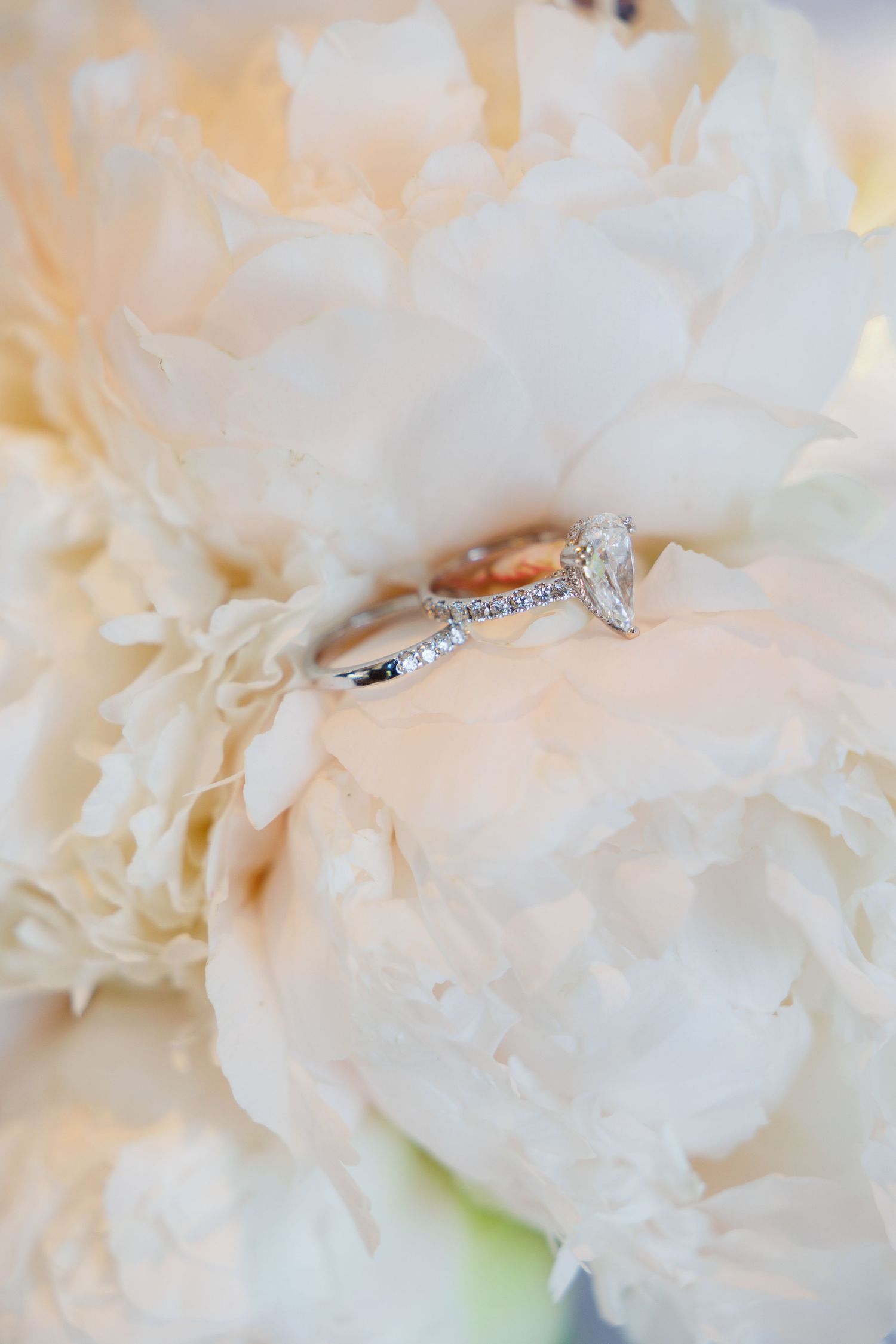 Close-up macro photograph of delicate white carnation petals with soft lighting and dreamy bokeh effect.