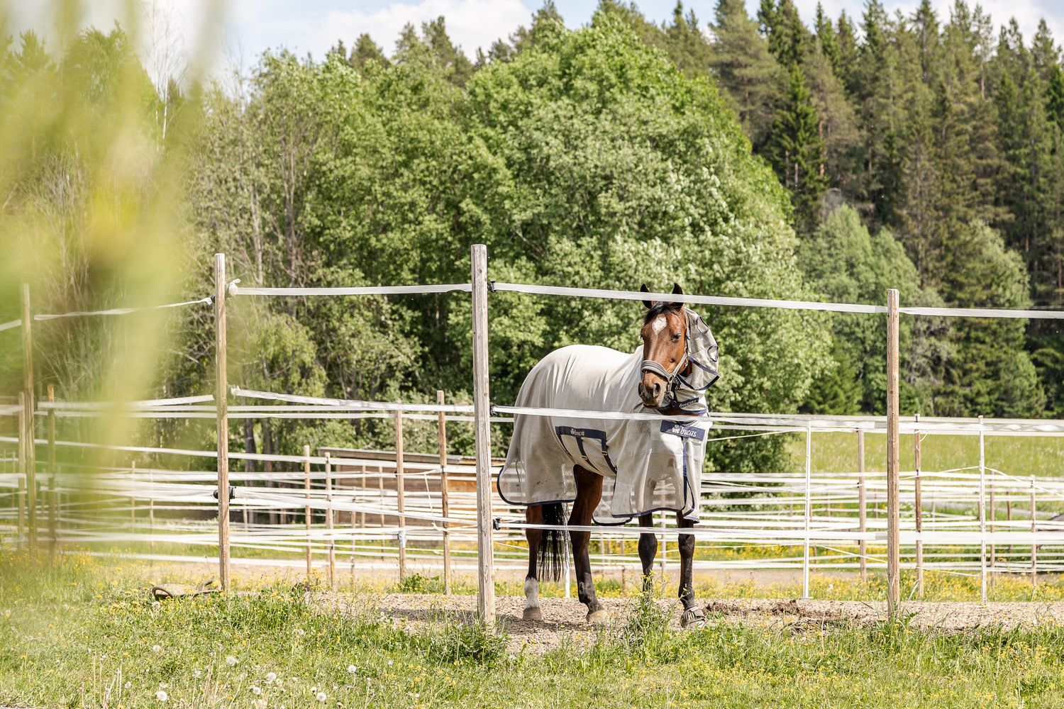Häst i hage vid skog