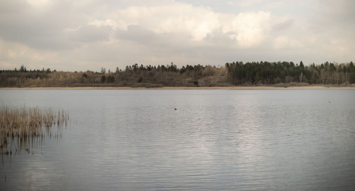 Calm lake reflecting cloudy sky with dense forest treeline and reeds along the tranquil shoreline.