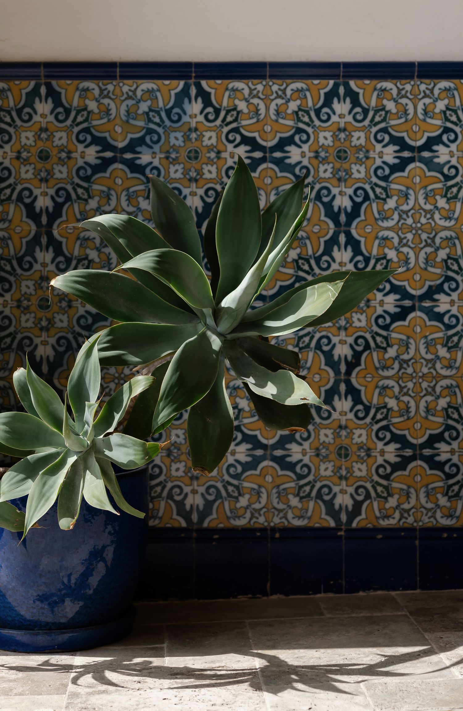 Blue ceramic pot with agave plant against colorful Talavera tile wall.