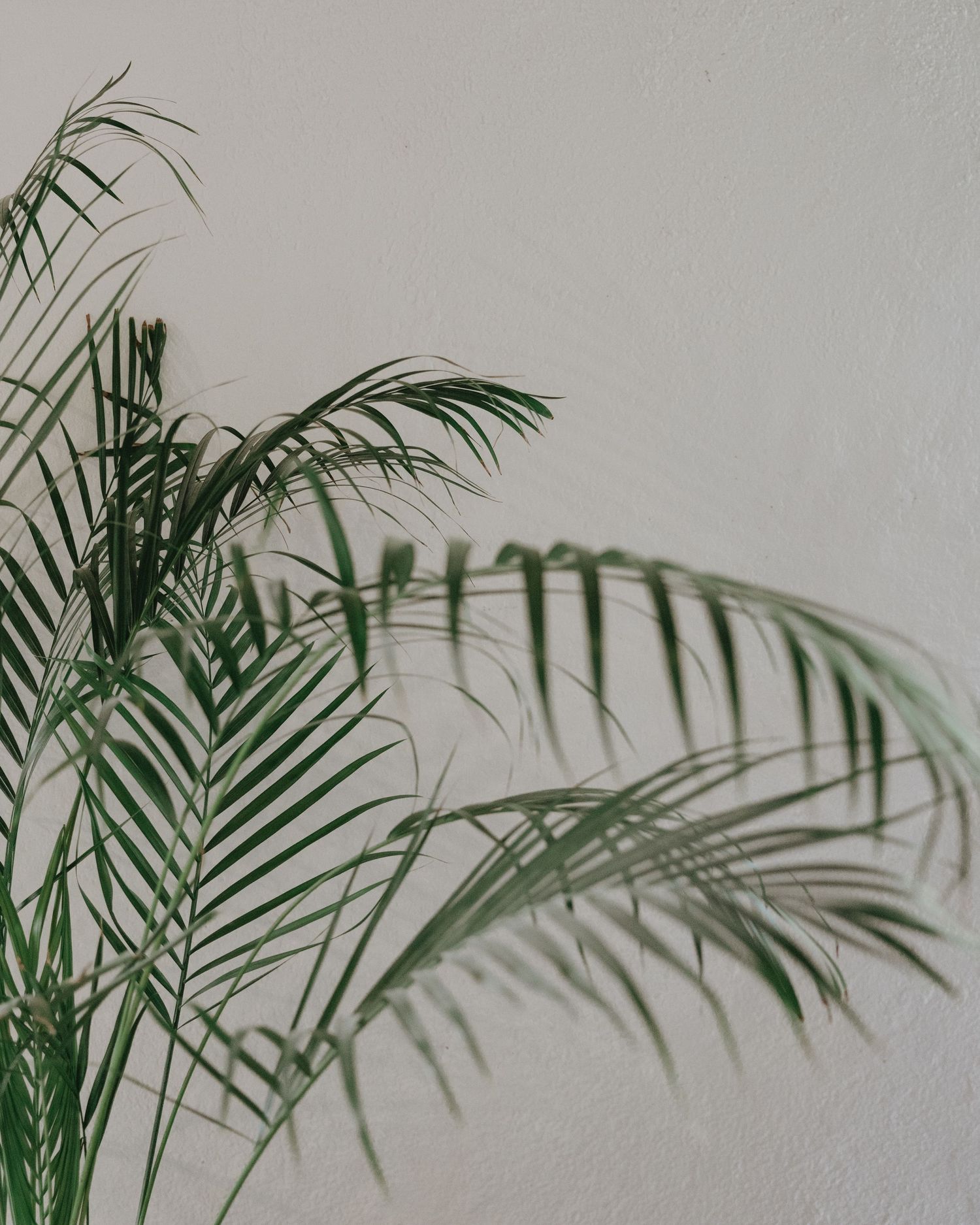 Tropical palm plant with delicate green fronds casting gentle shadows on a clean white wall.