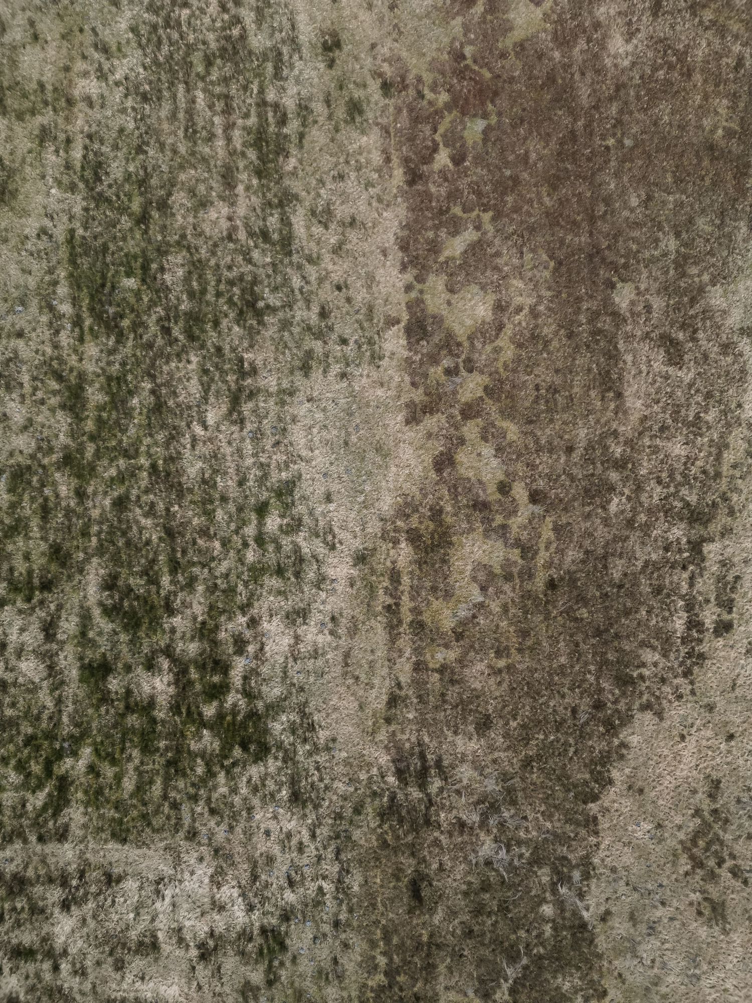 Abstract aerial view of dense forest canopy with mixed green and brown foliage textures.