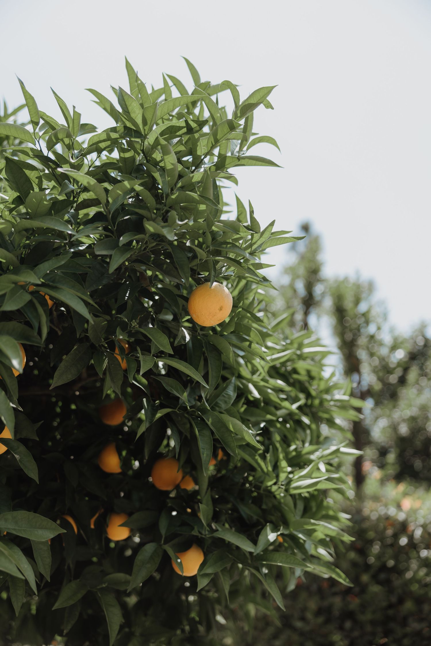 Ripe oranges hanging from a lush green citrus tree against a pale sky in an orchard.