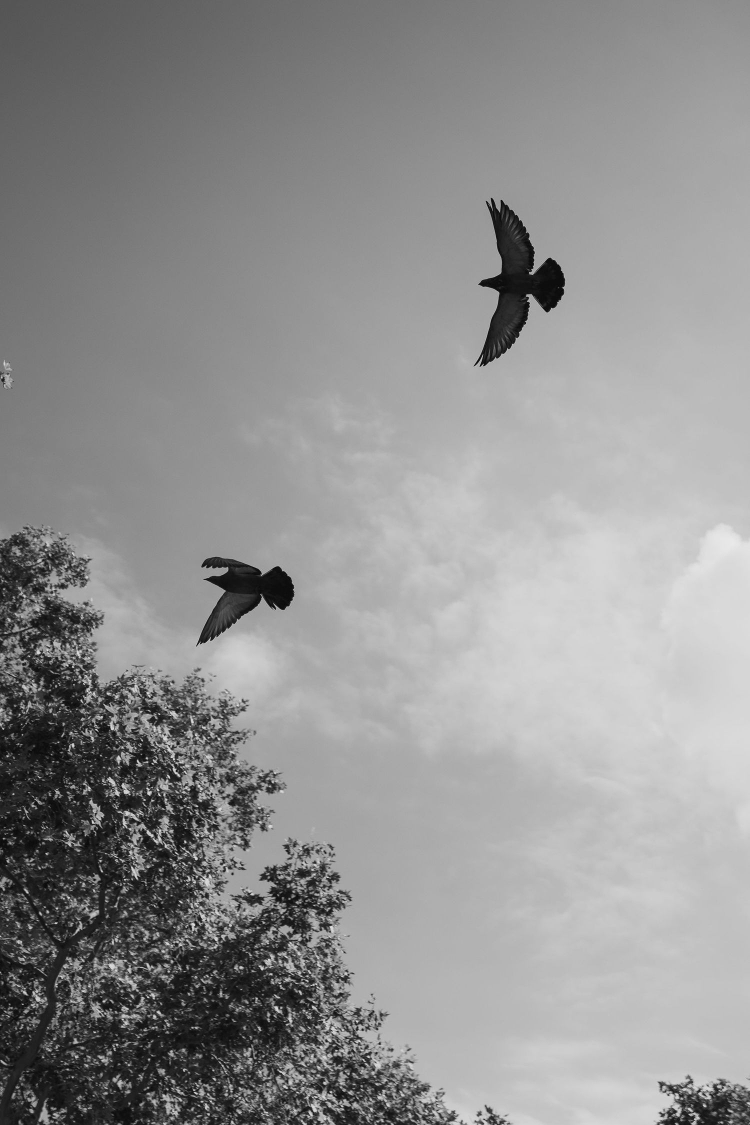 Black and white photo of two birds soaring gracefully above treetops against a cloudy sky.