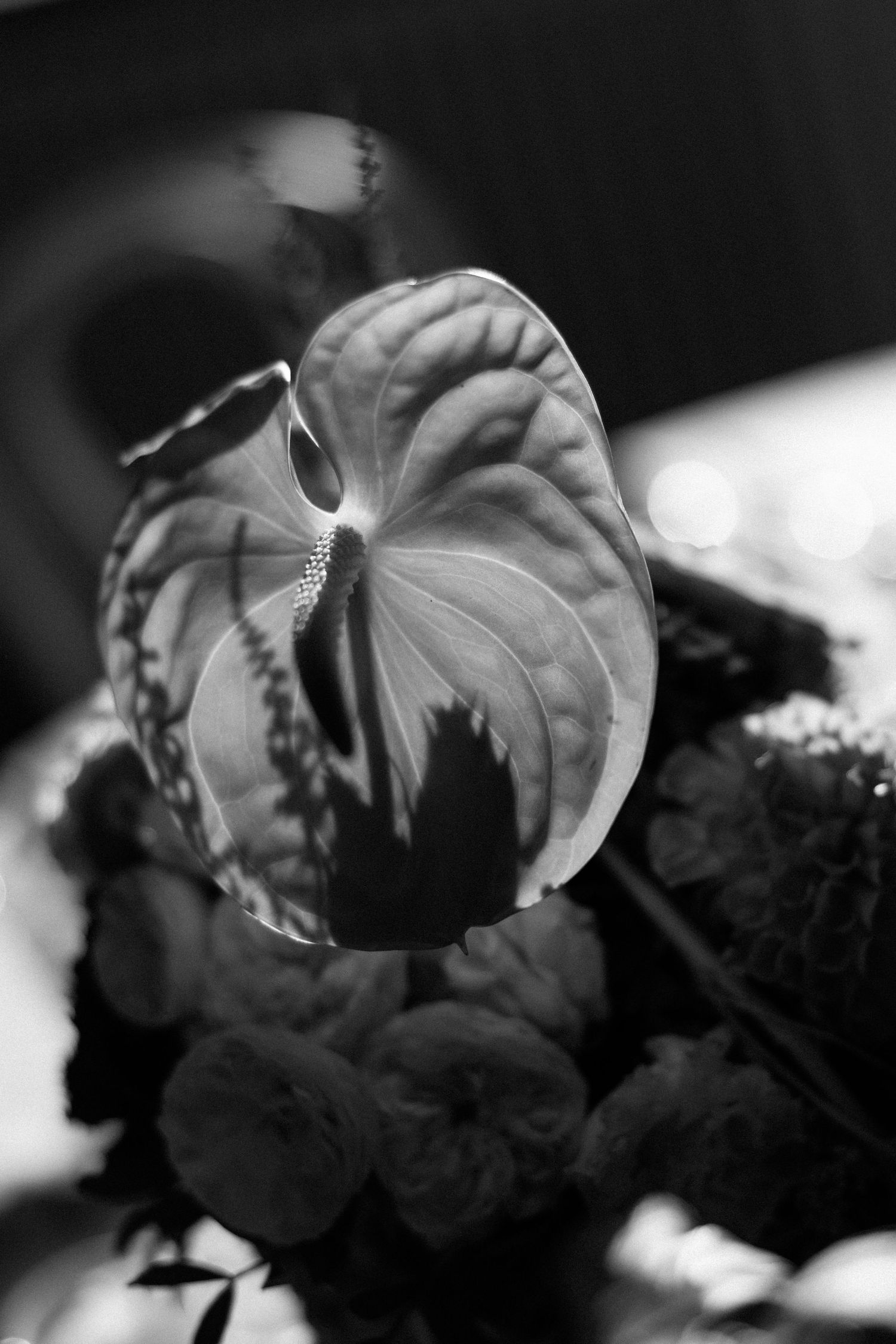 Black and white macro photograph of anthurium flower with dramatic lighting and bokeh background.