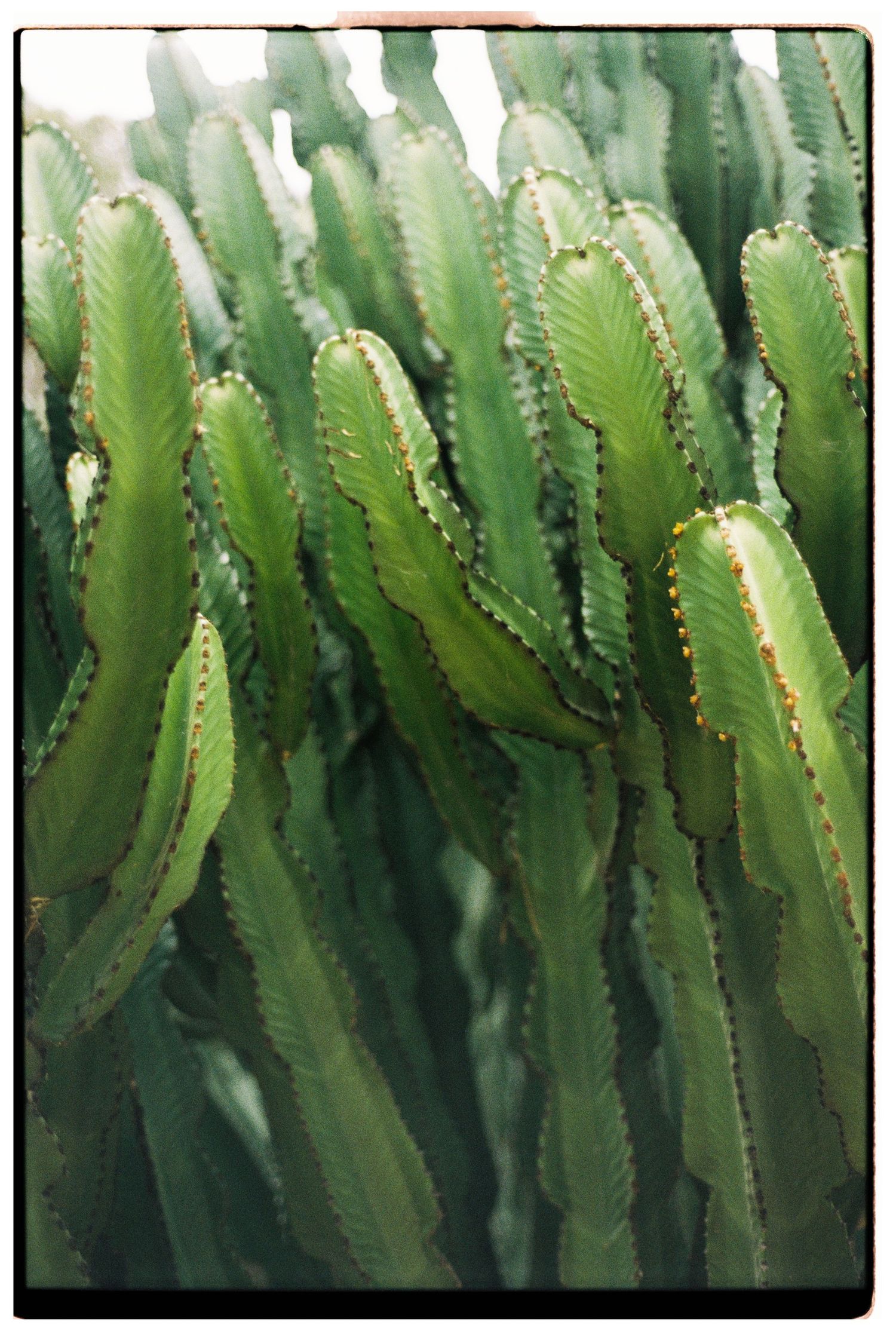 Dense cluster of tall green cacti with spiny ridges growing closely together in bright light.