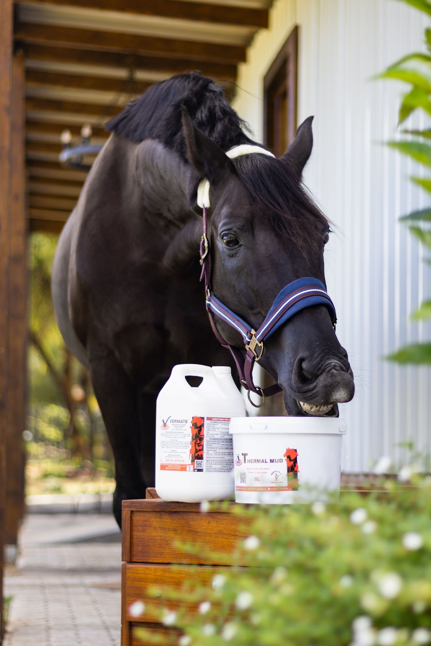 Black horse wearing decorative bridle standing near white product containers.