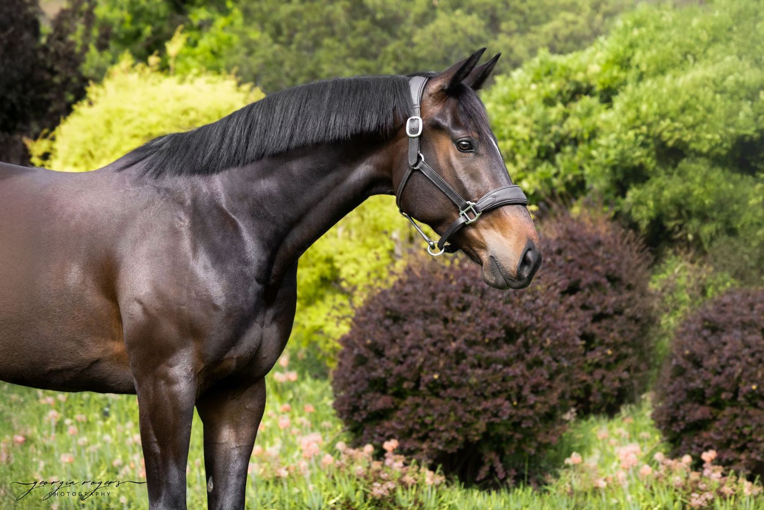 Dark bay horse photographed in profile against vibrant green foliage.