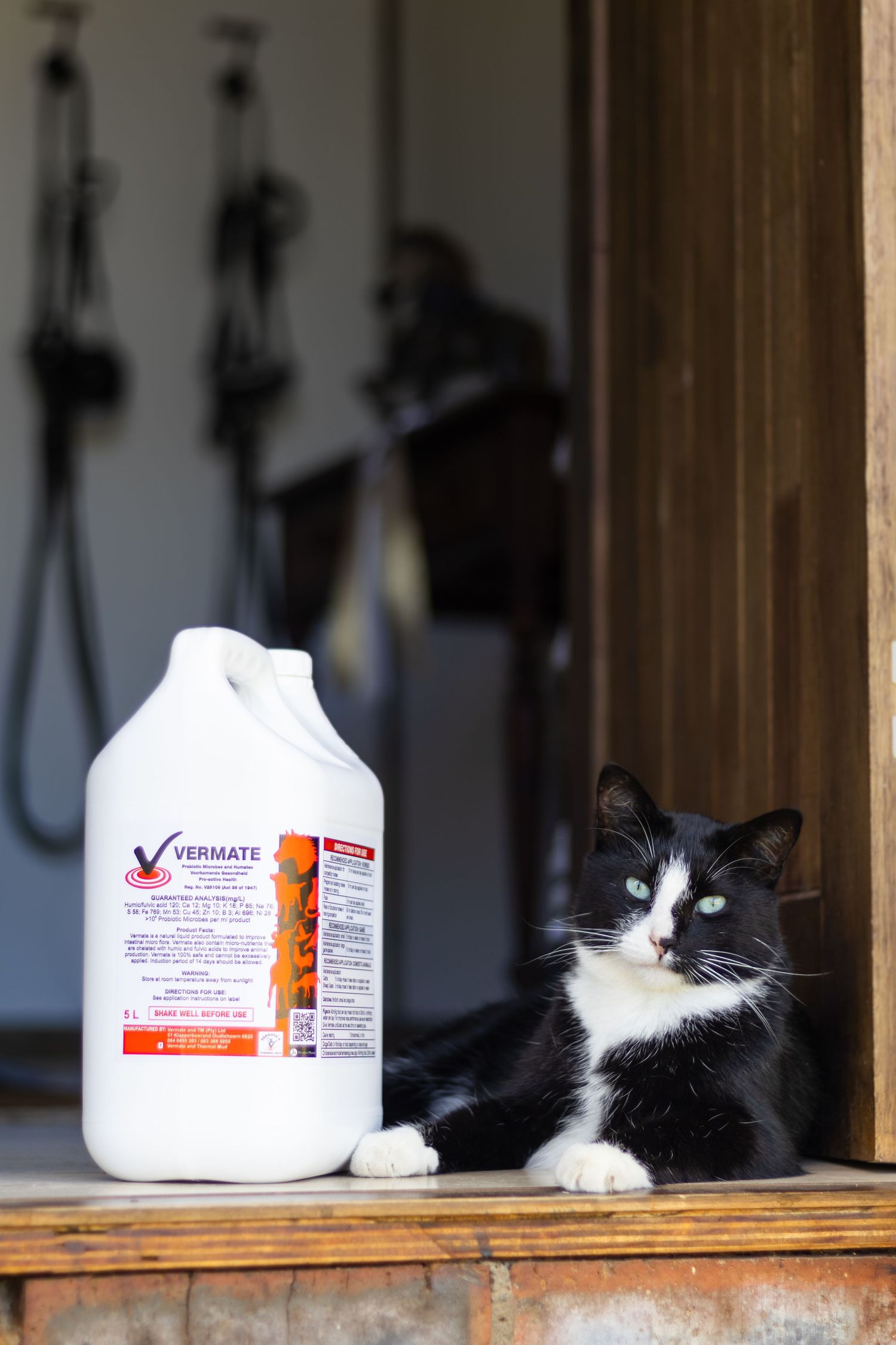Black and white cat resting near white product containers on wooden shelf.