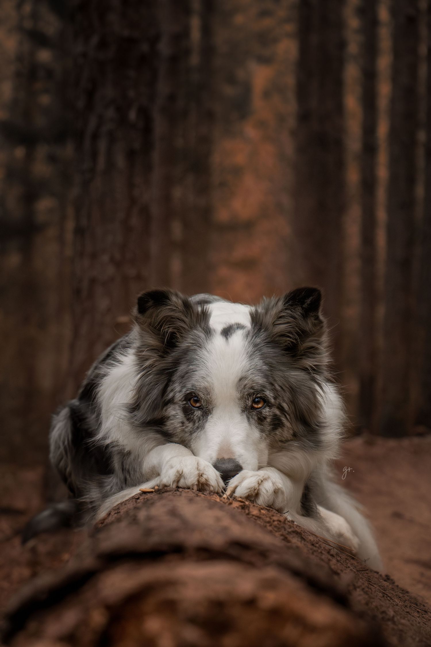 Black and white border collie peeking over a fallen tree trunk in a forest.