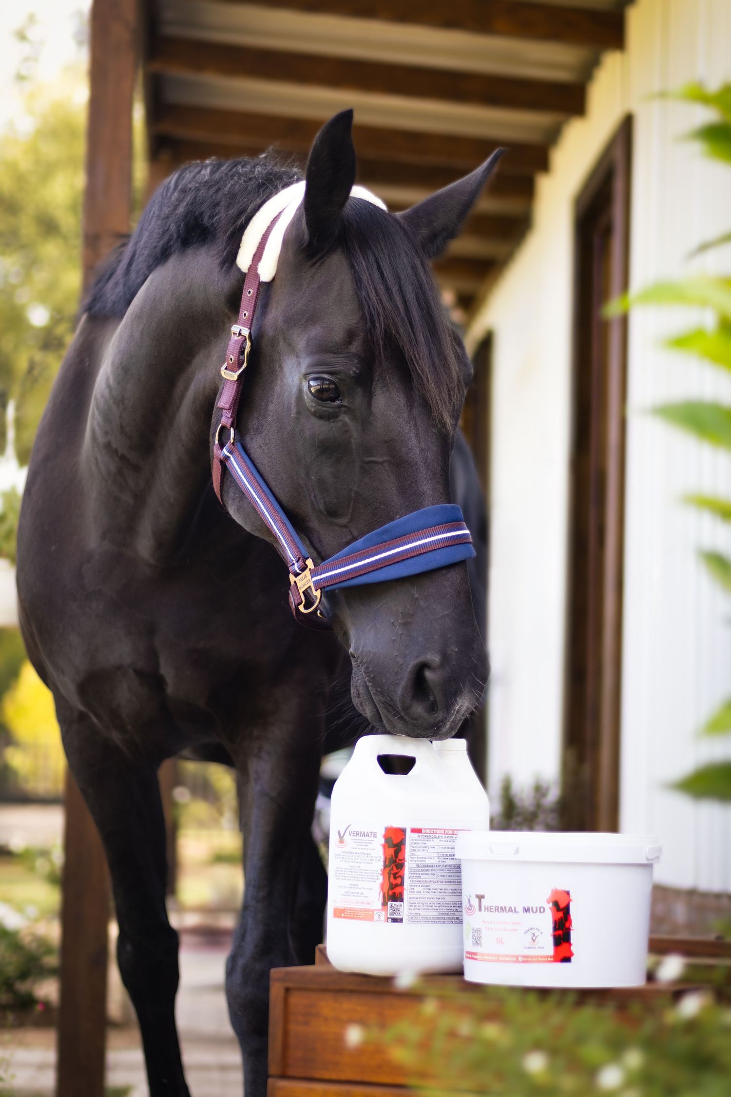 Black horse with purple and blue bridle next to white product containers.