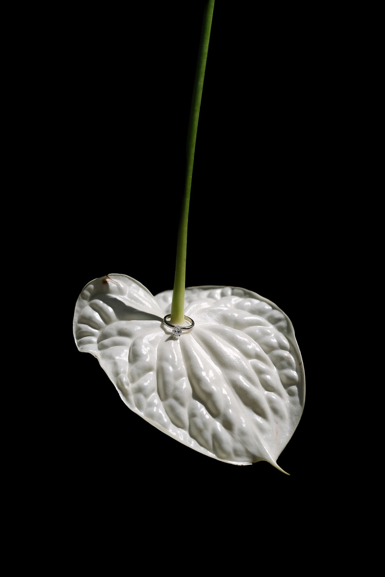 Close-up of a premium wedding ring placed on a white calla lily flower. Fine art bridal details at Finca Torrefiel in Spain.
