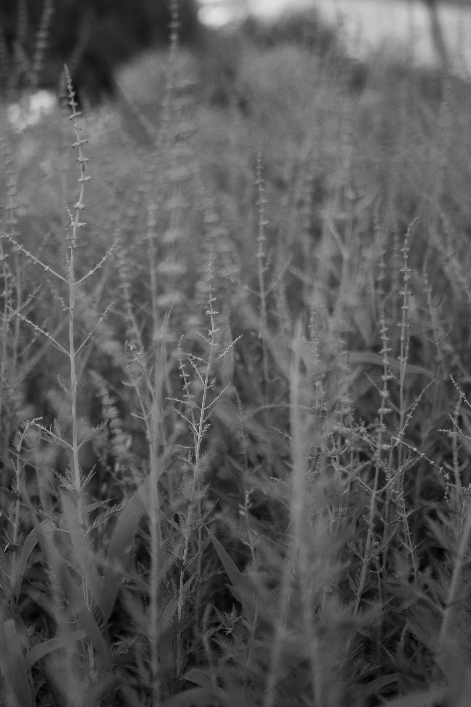 Tall grasses and wildflowers in a field create a dreamy black and white nature scene.