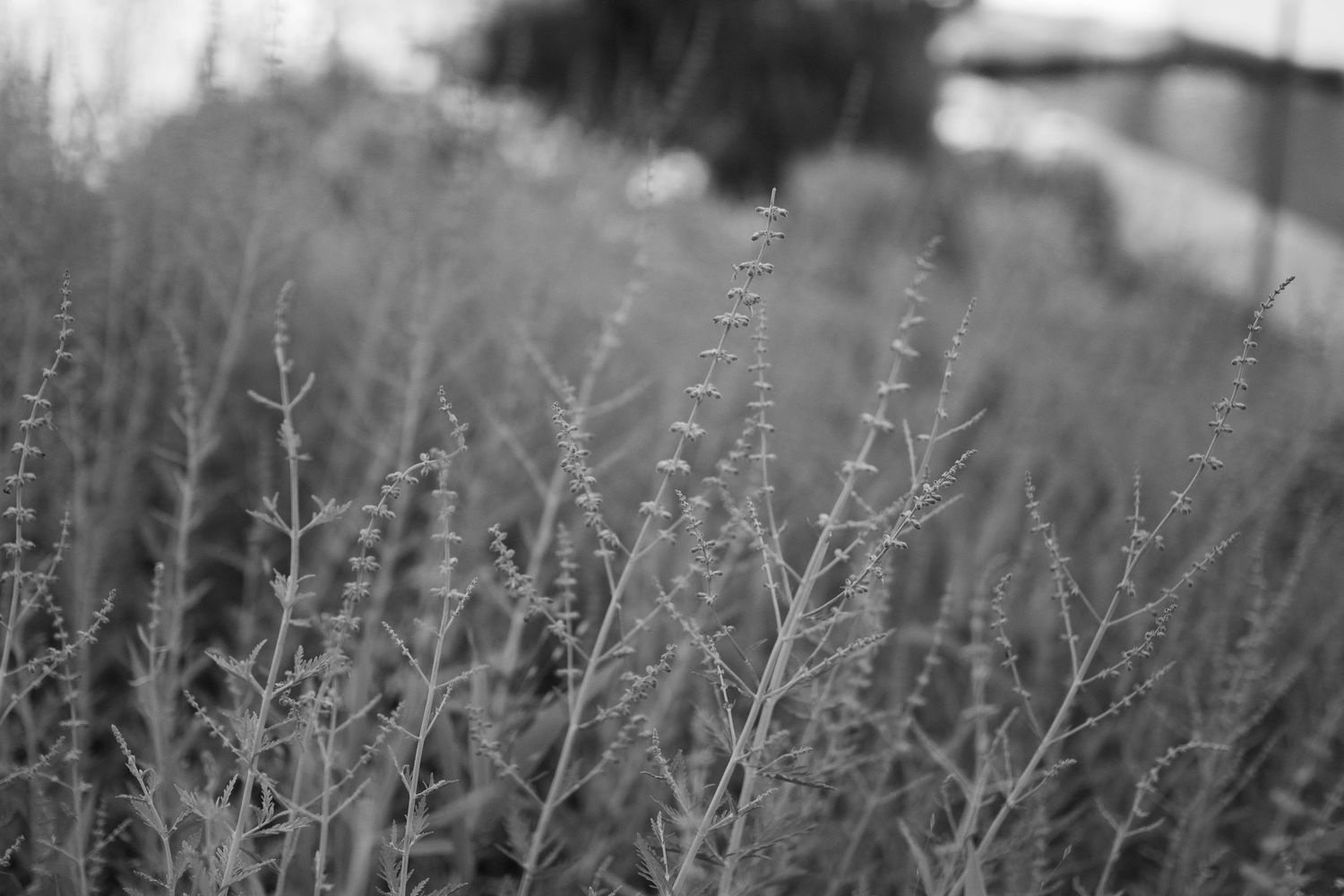 Monochrome nature scene featuring delicate wildflowers and stems.